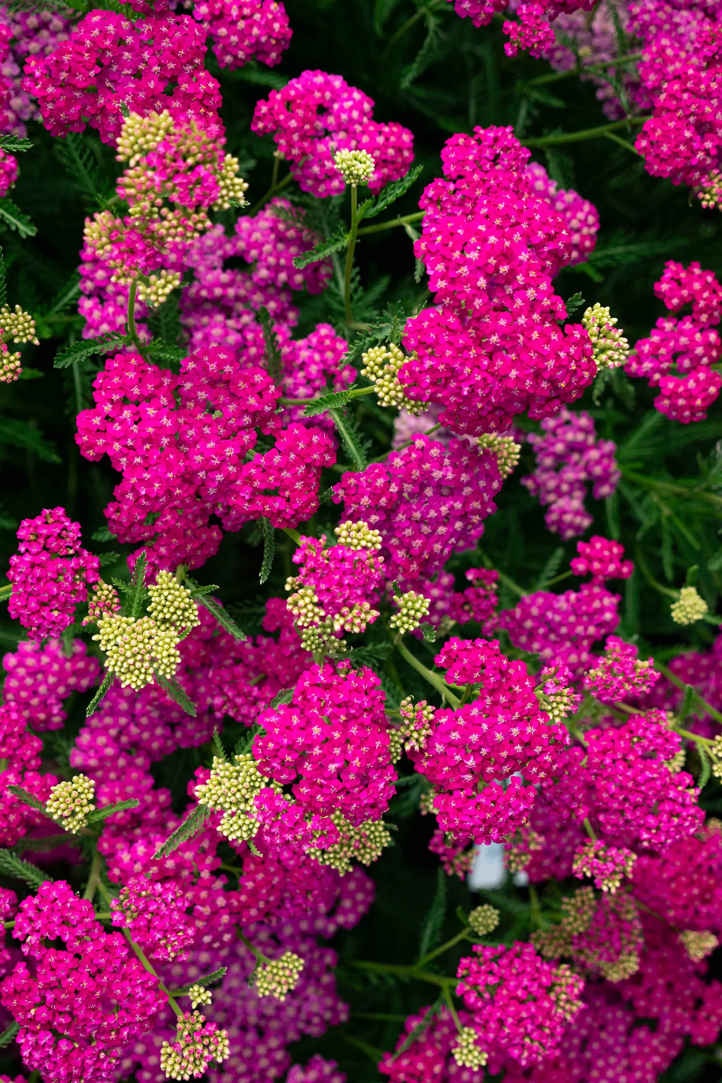 Achillea millefolium 'Milly Rock Rose'