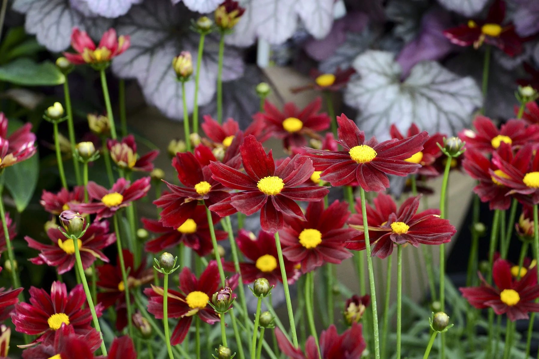 Coreopsis x 'Red Elf'