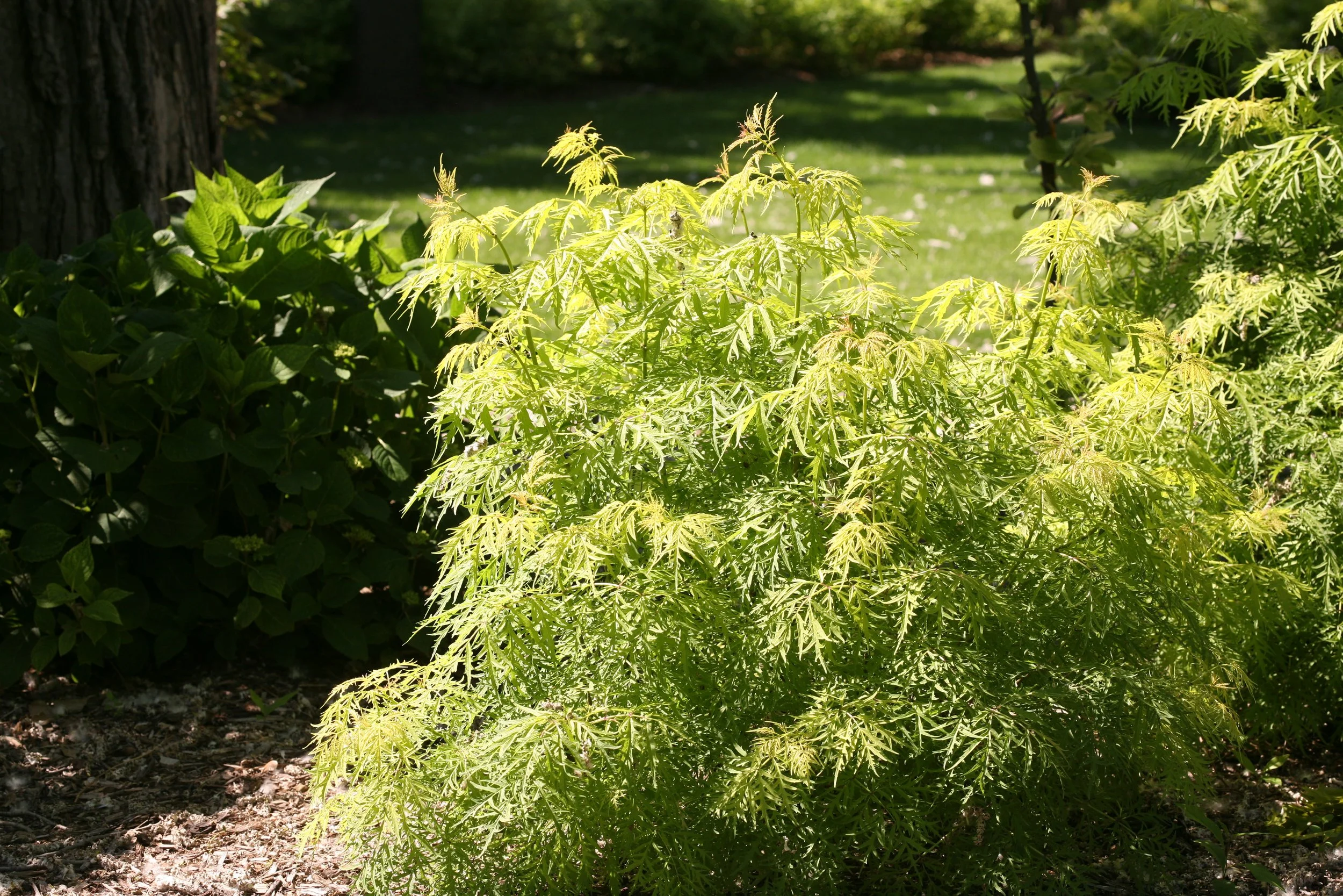 lemony_lace_sambucus_texture.jpg