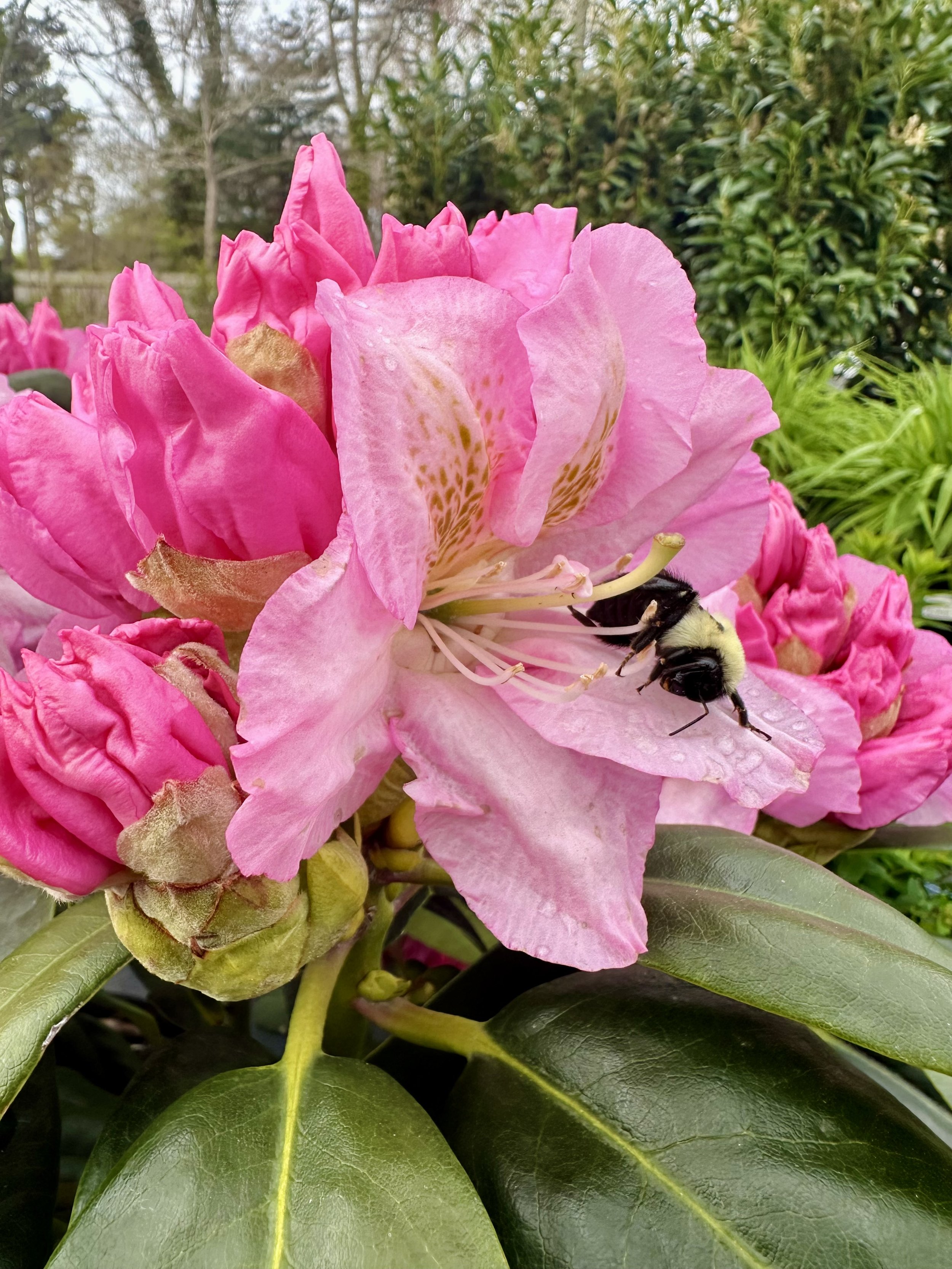 Rhododendron 'Scintillation'