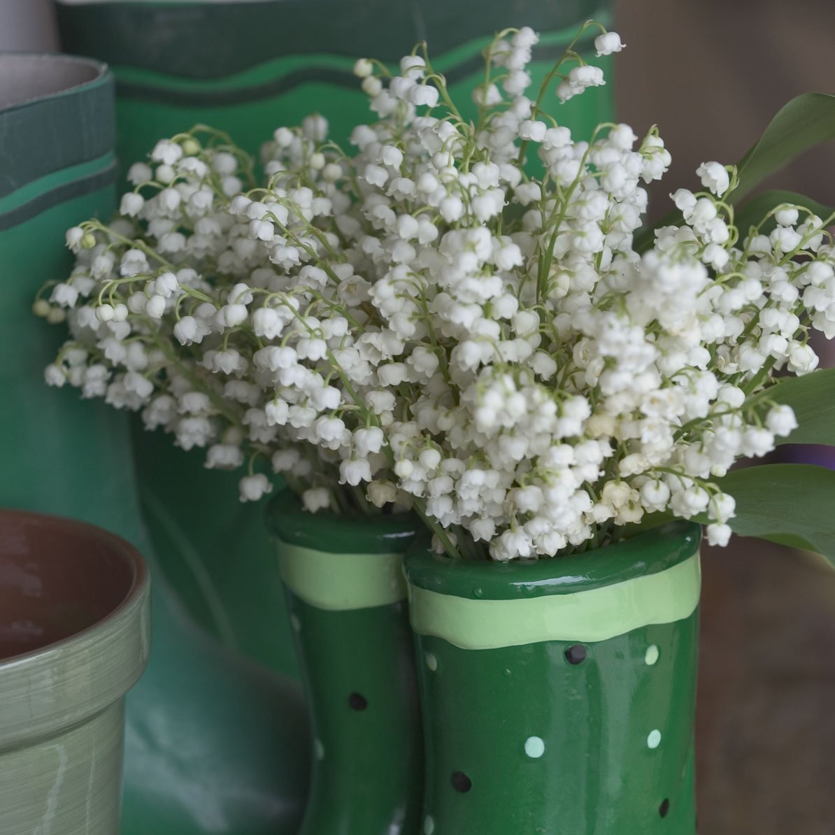 Convallaria majalis 0001 high res.jpg