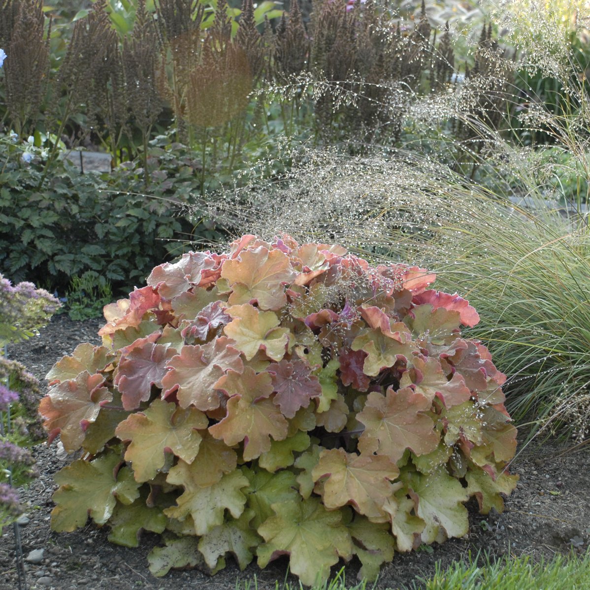 Heuchera 'Caramel' PP16560 0002 high res.jpg