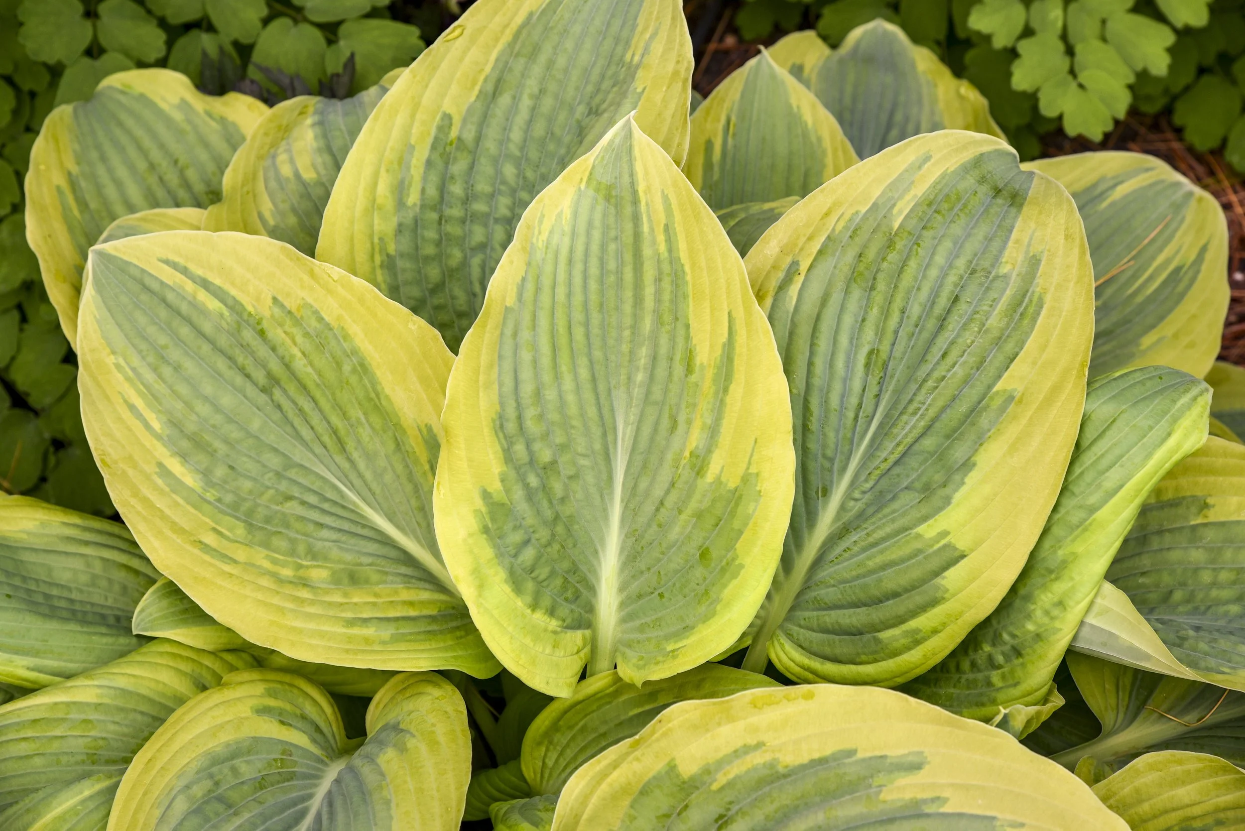 Hosta x 'Chance Encounter'
