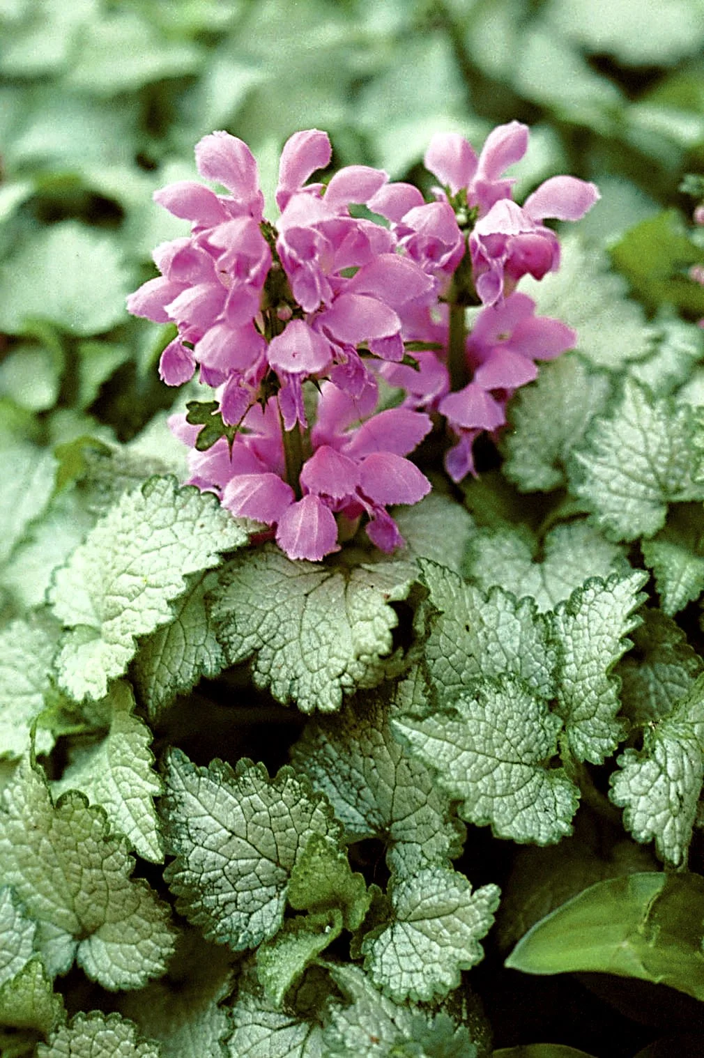 Lamium-Orchid-Frost-Gold-004.jpg