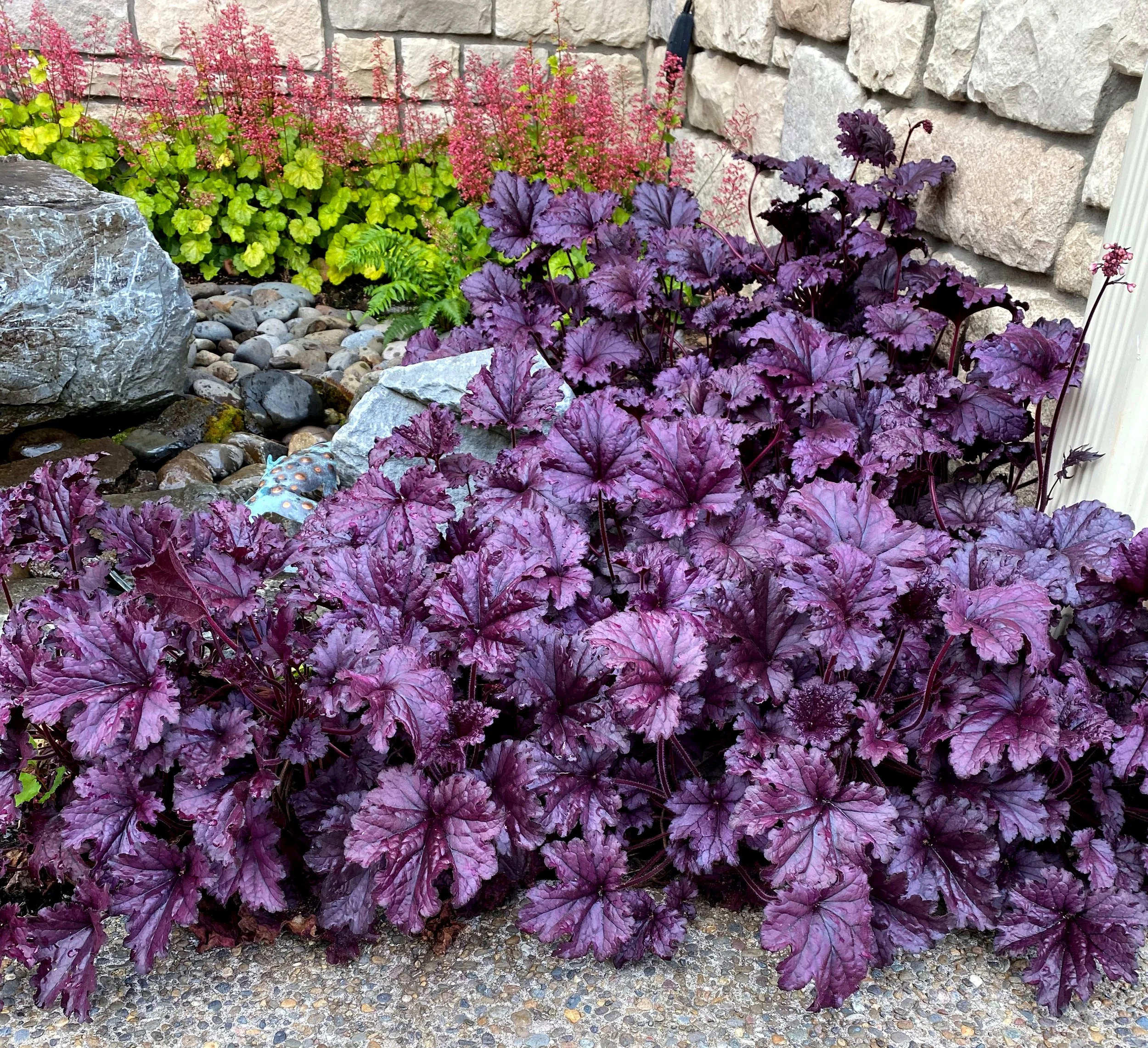 Heuchera-Forever-Purple-17.jpg