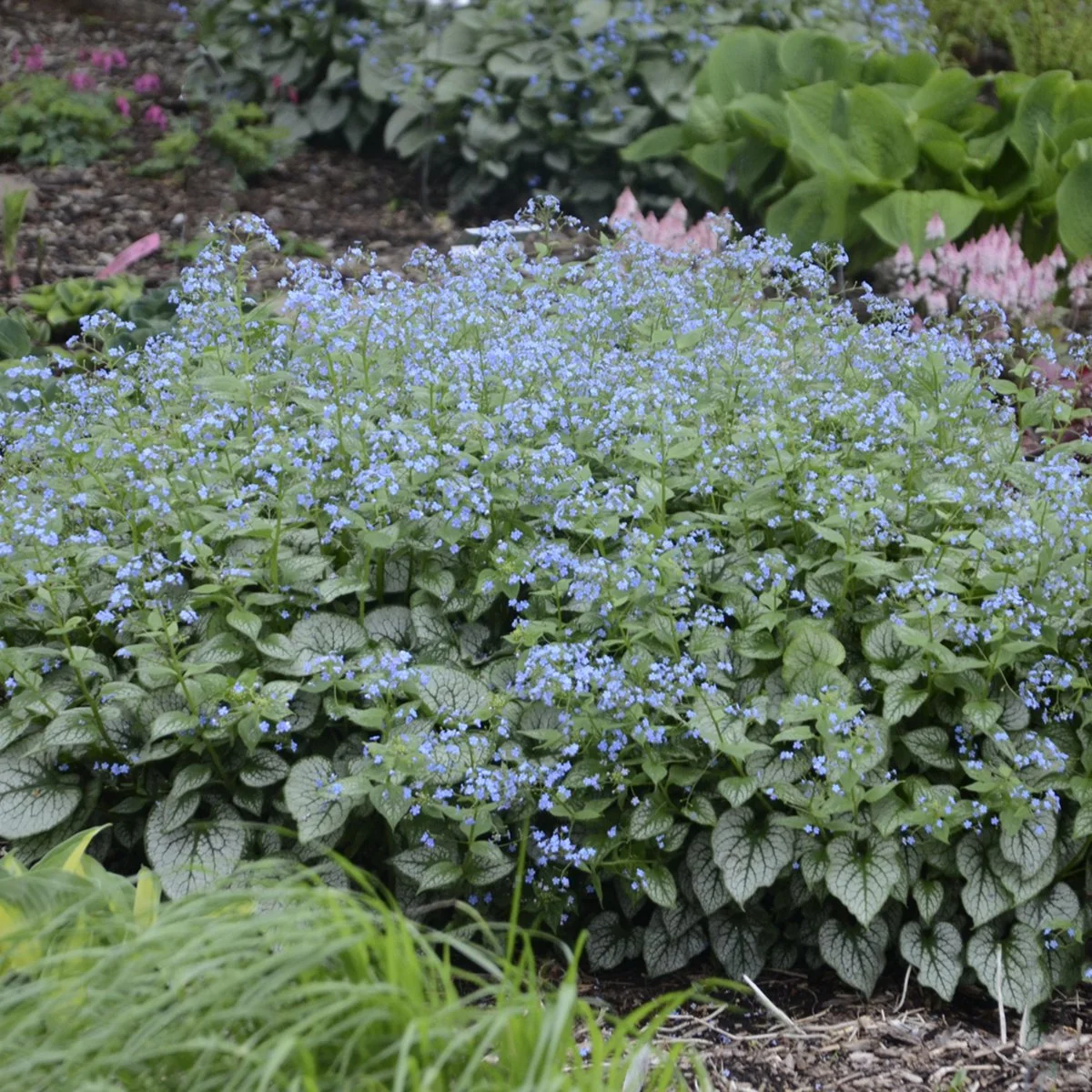 Brunnera macrophylla 'Jack Frost' PP13859 0004 high res.jpg