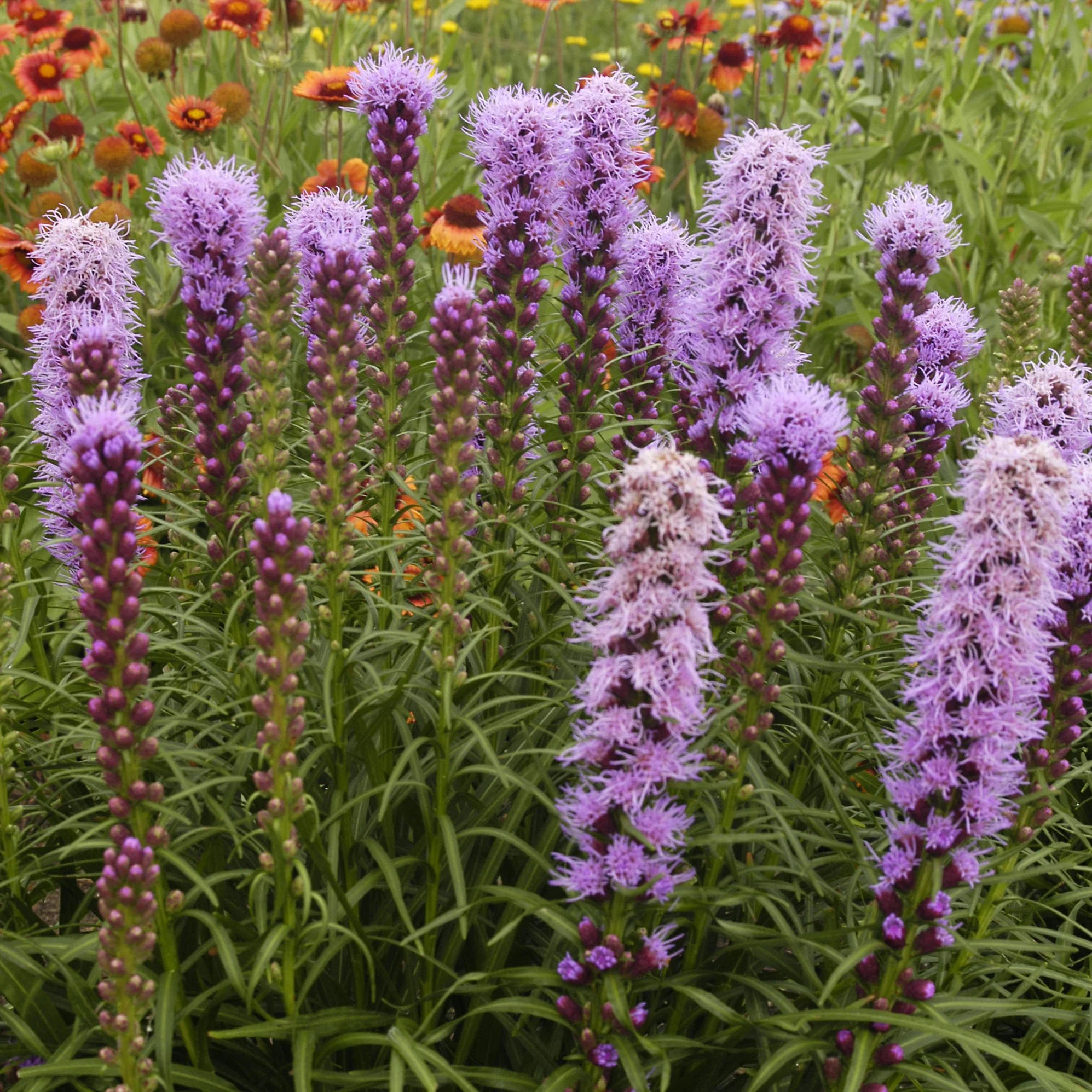 Liatris spicata 'Kobold Original' 0000 high res.jpg