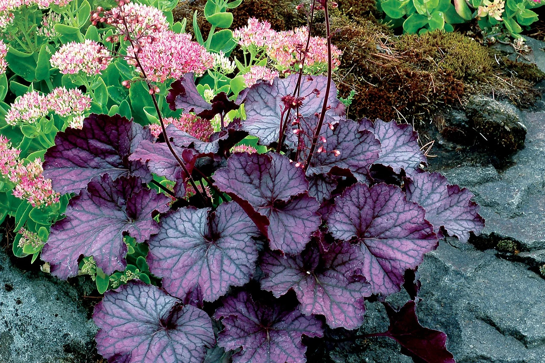 Heuchera-Northern-Exposure-Purple-1.jpg