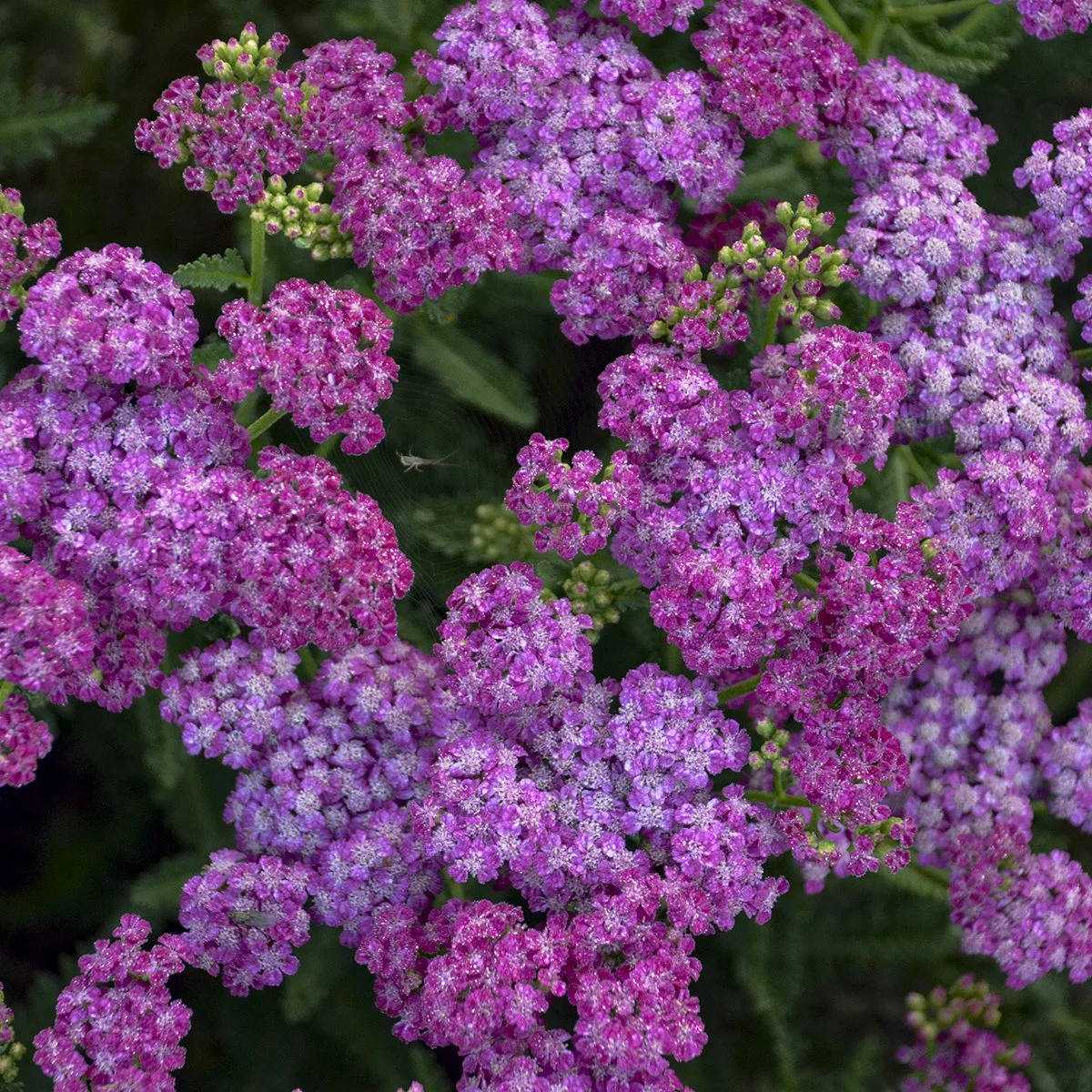 Achillea x 'Firefly Fuchsia'