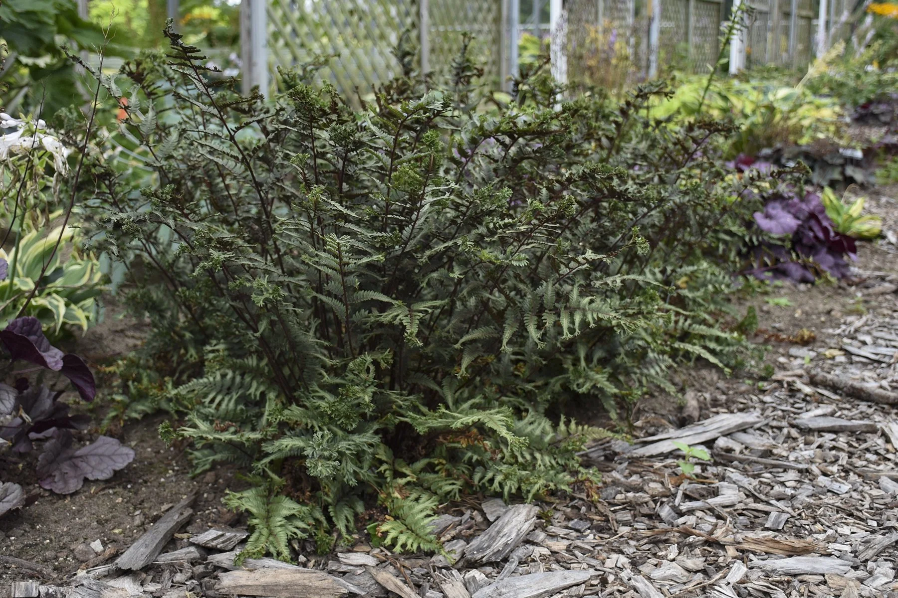 athyrium_crested_surf_apj18_2_0.jpg