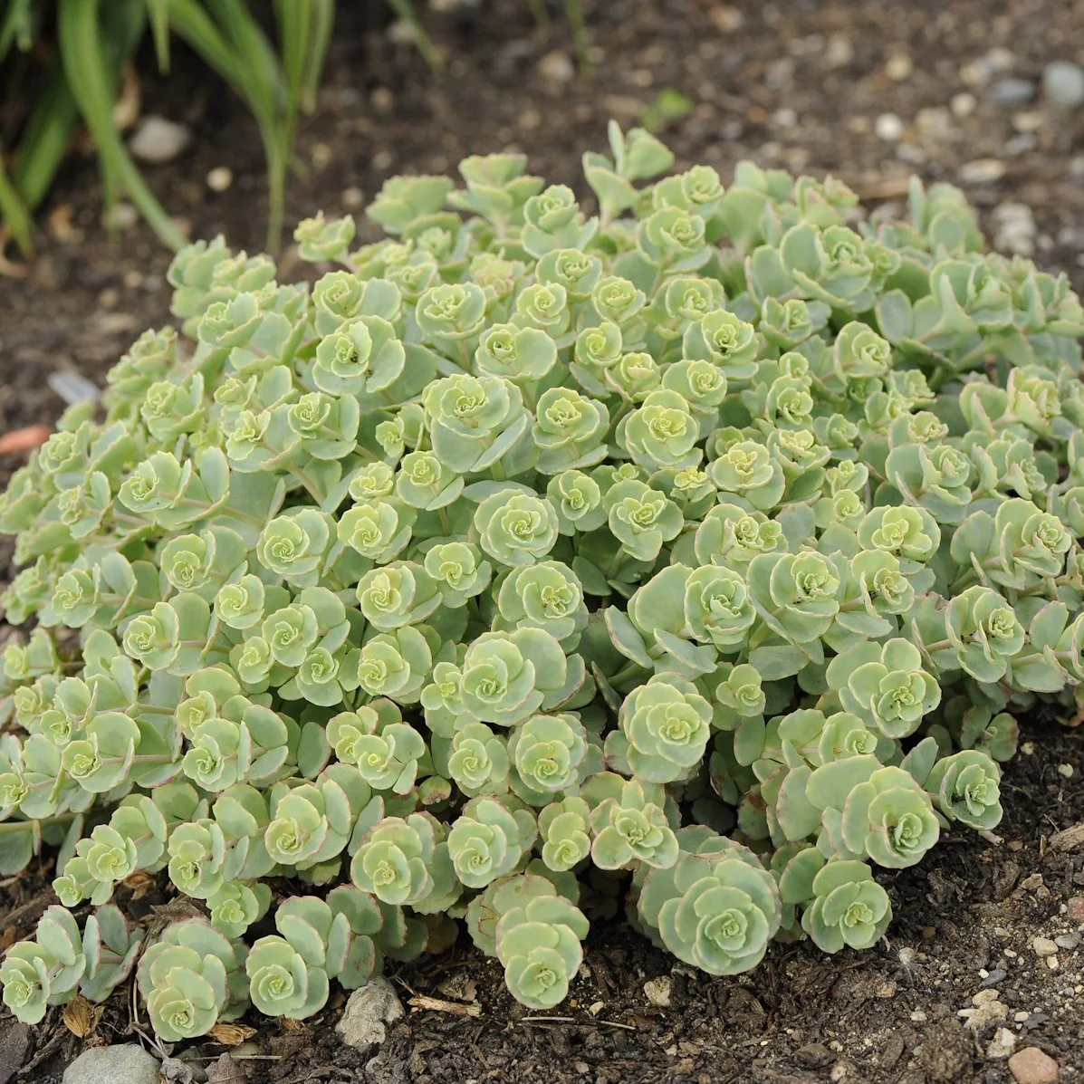 Sedum sieboldii 0003 high res.jpg