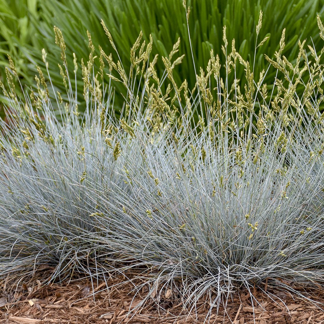 Festuca glauca 'Blue Whiskers'