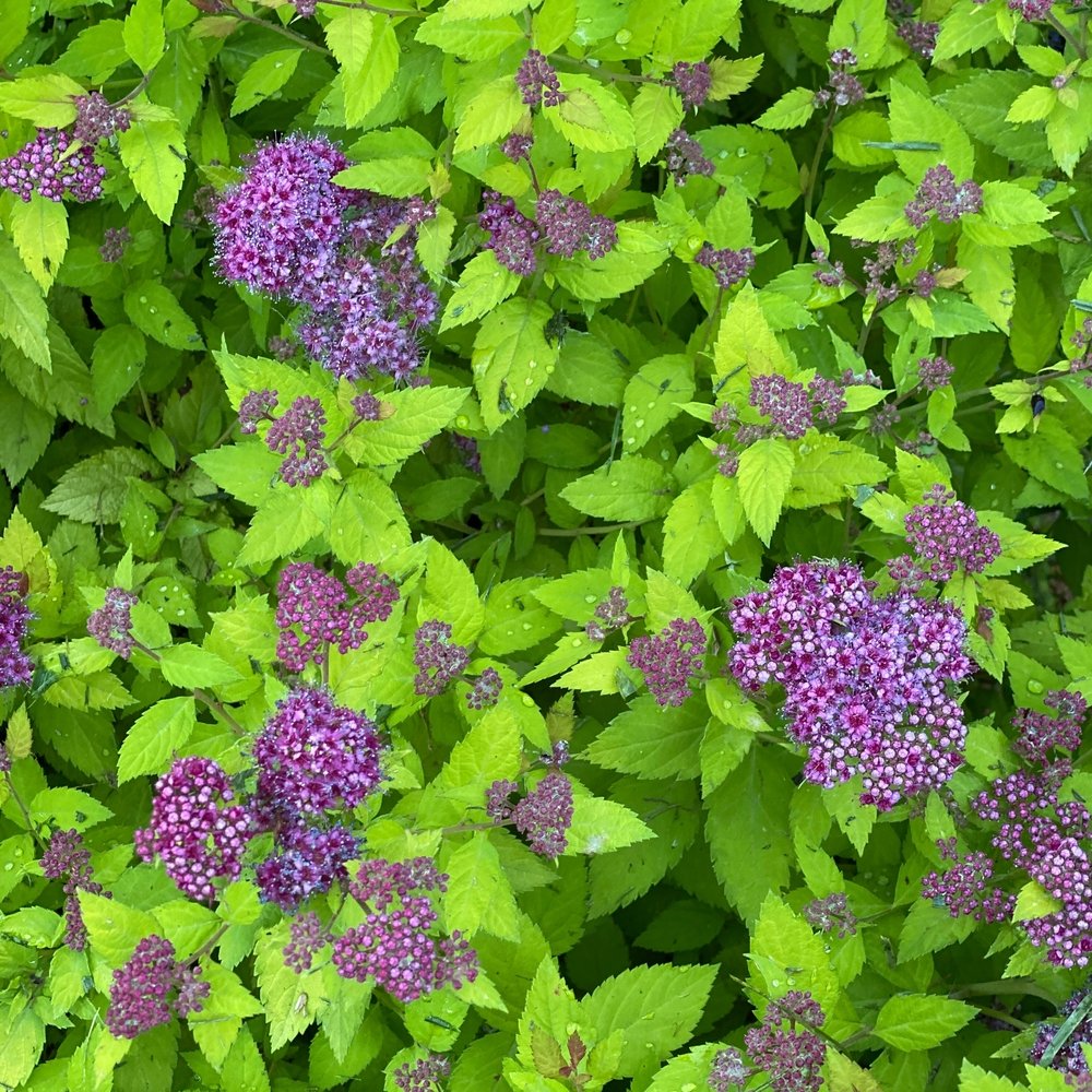 spirea-double-play-dolly-2.jpg