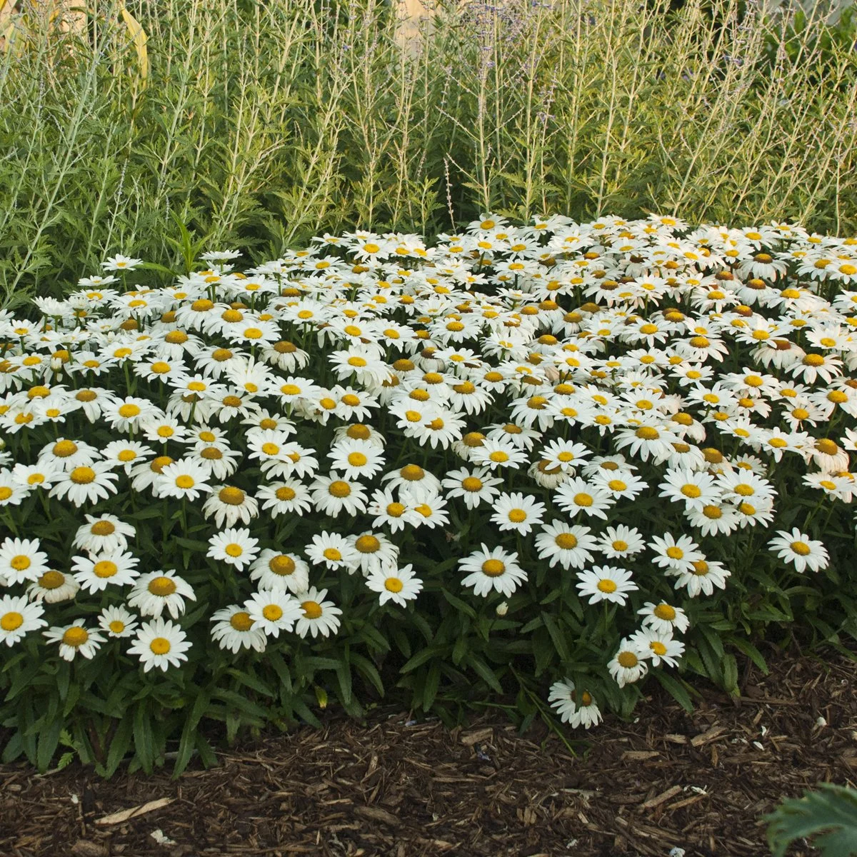 Leucanthemum superbum 'Snowcap' 0002 high res.jpg