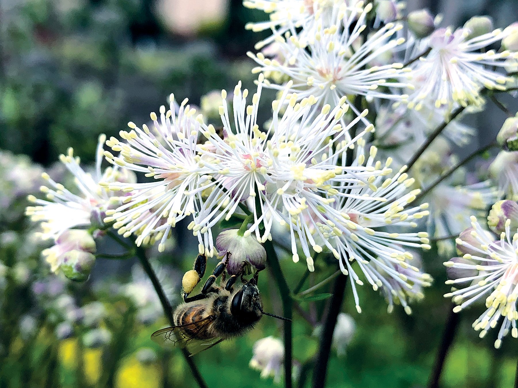 Thalictrum-Nimbus-White-4.jpg