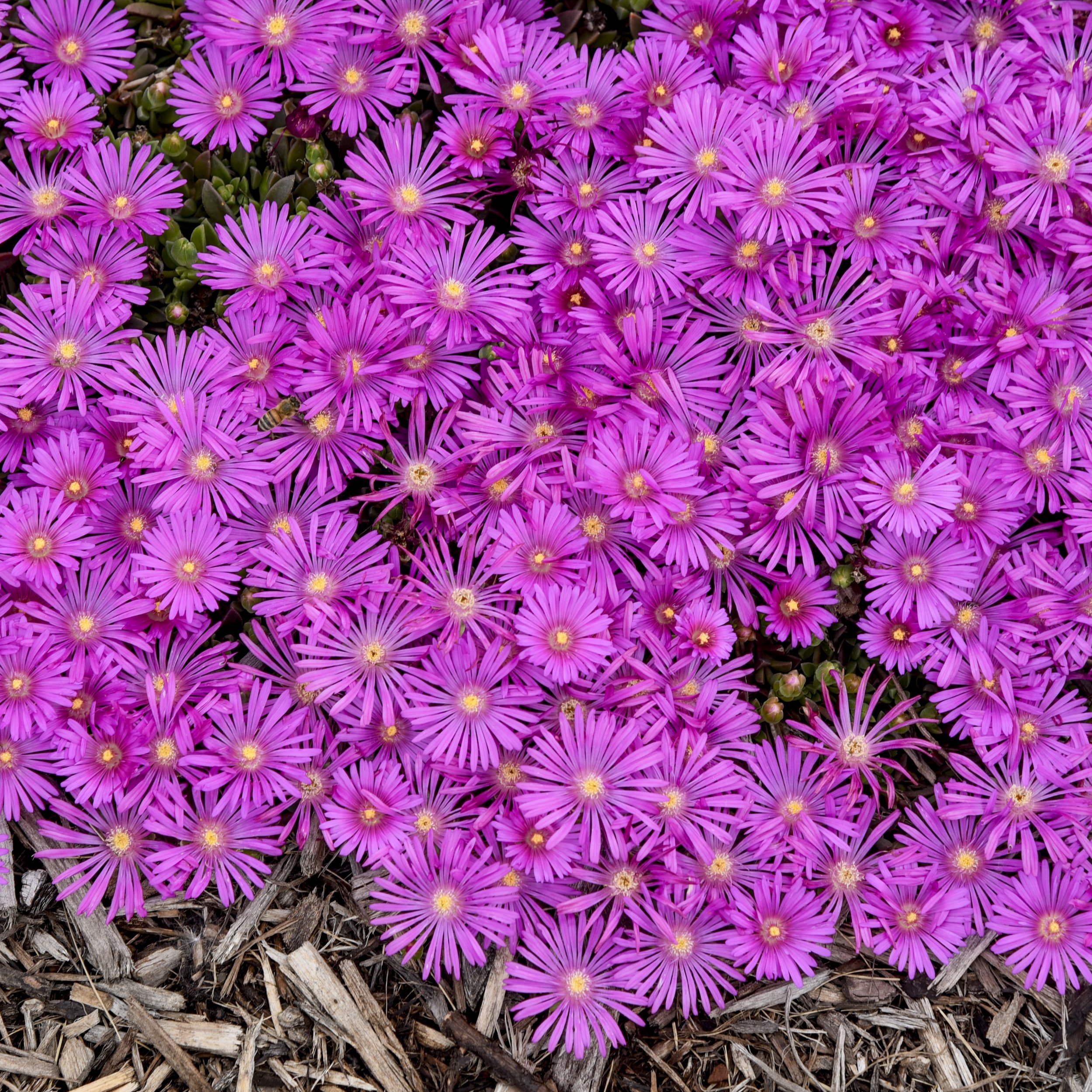 Delosperma x 'Orchid Flash'
