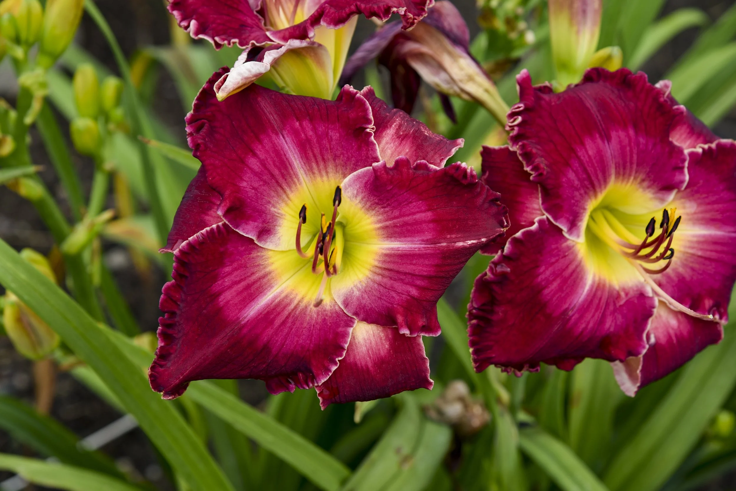 Hemerocallis 'Blood Sweat and Tears'