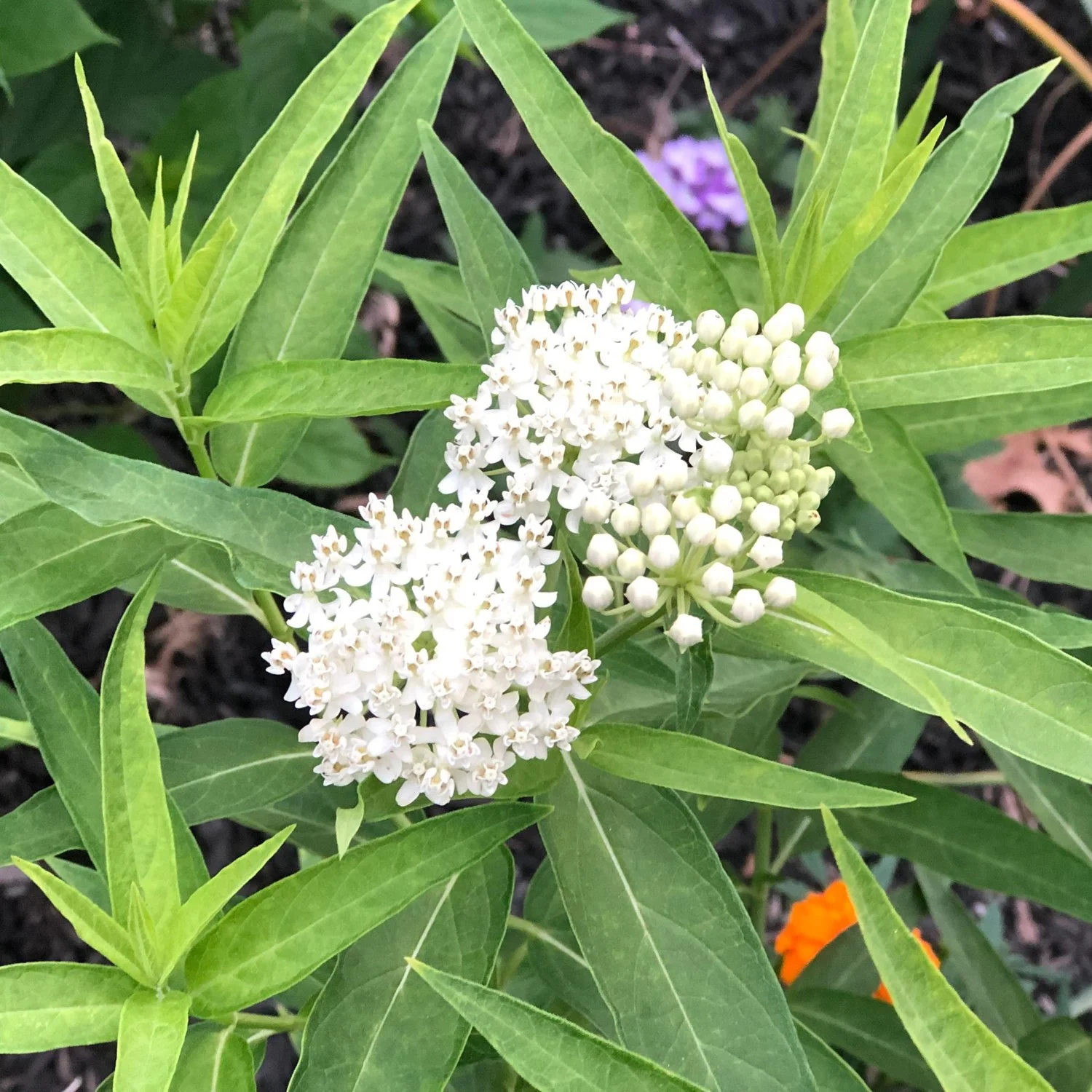 Asclepias incarnata 'Ice Ballet'