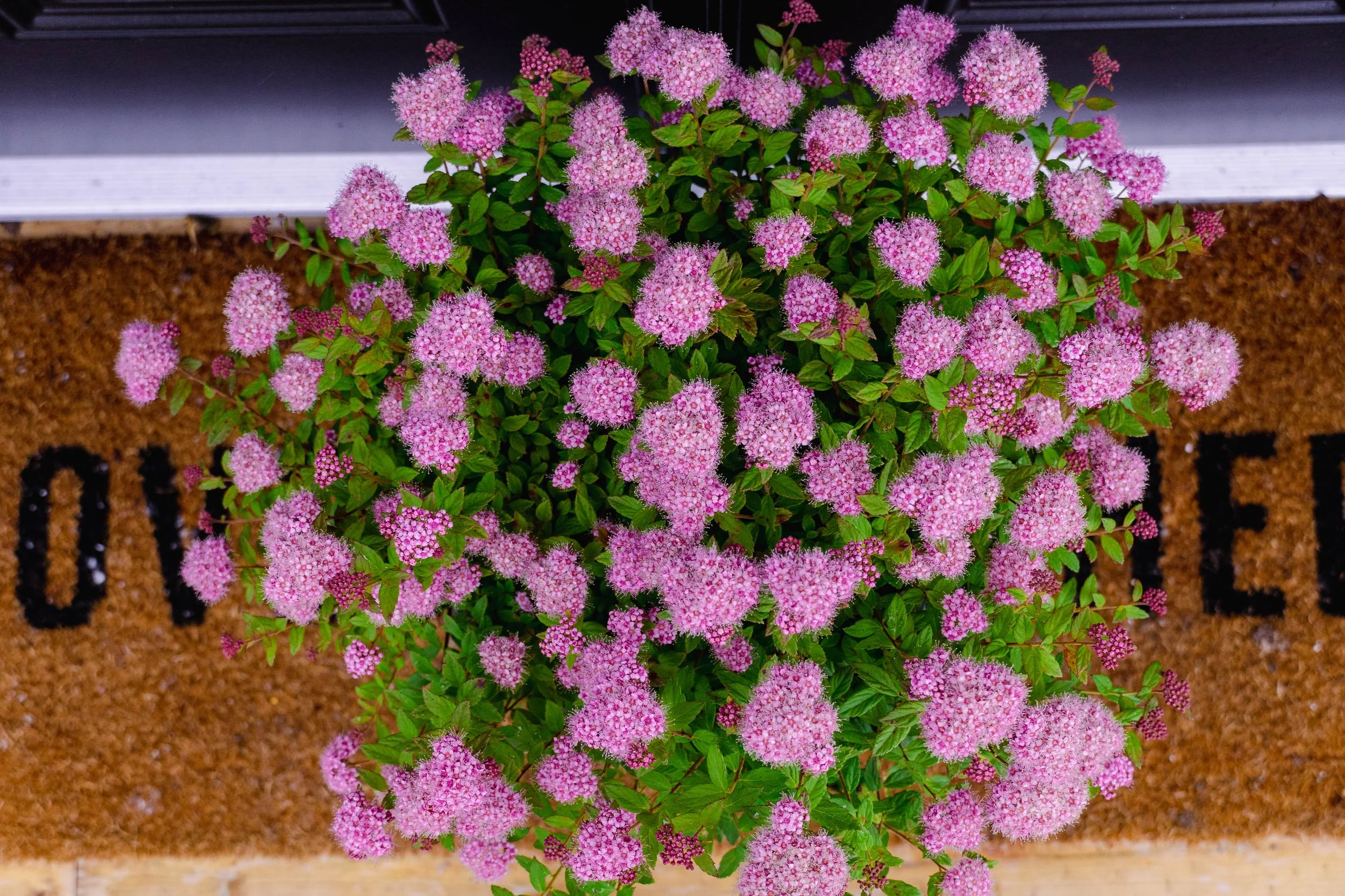 Spiraea-Poprocks-Petite-bloom-03.jpg