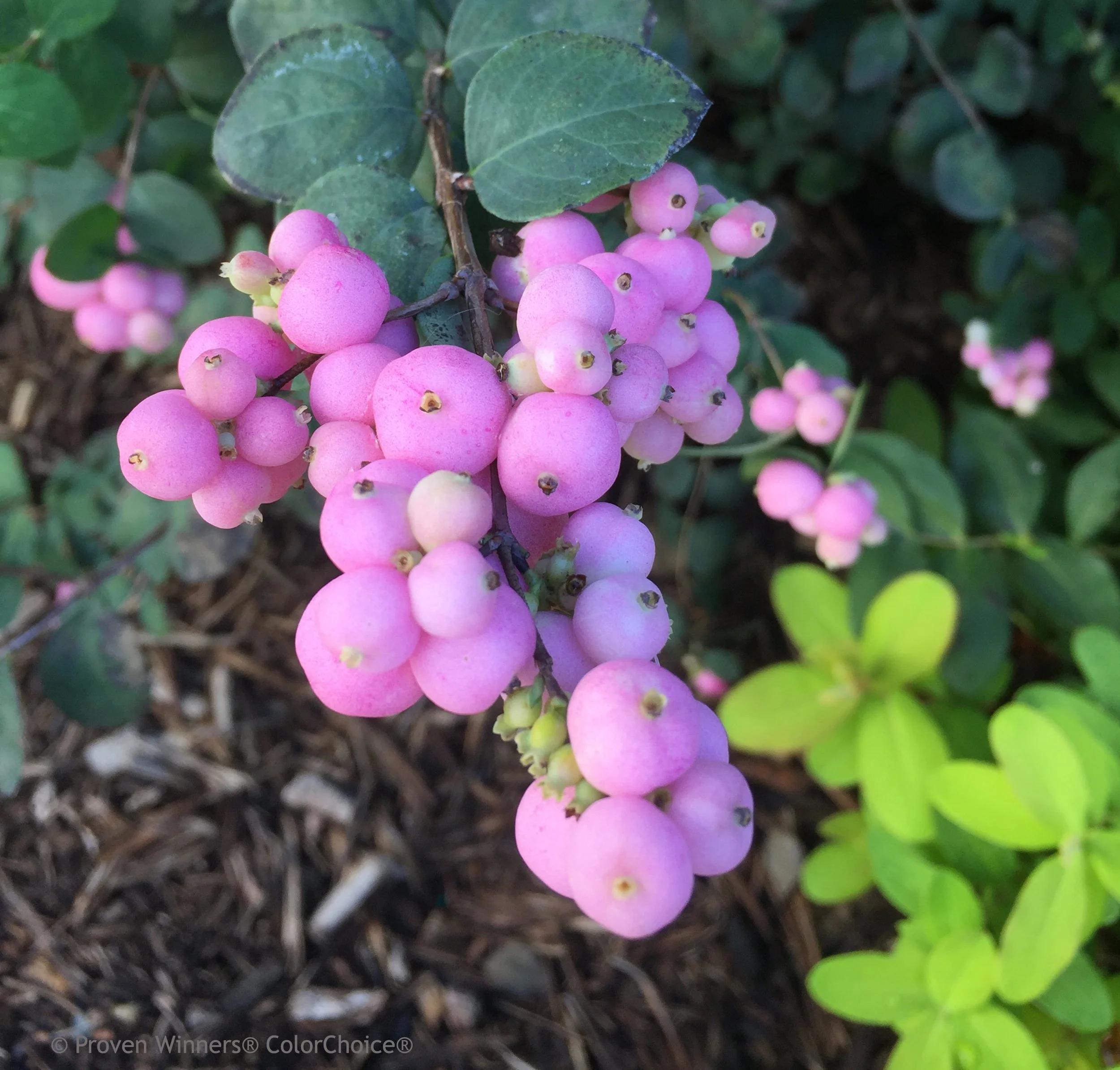 Symphoricarpos x Proud Berry®