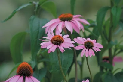 Echinacea purpurea 'Magnus'