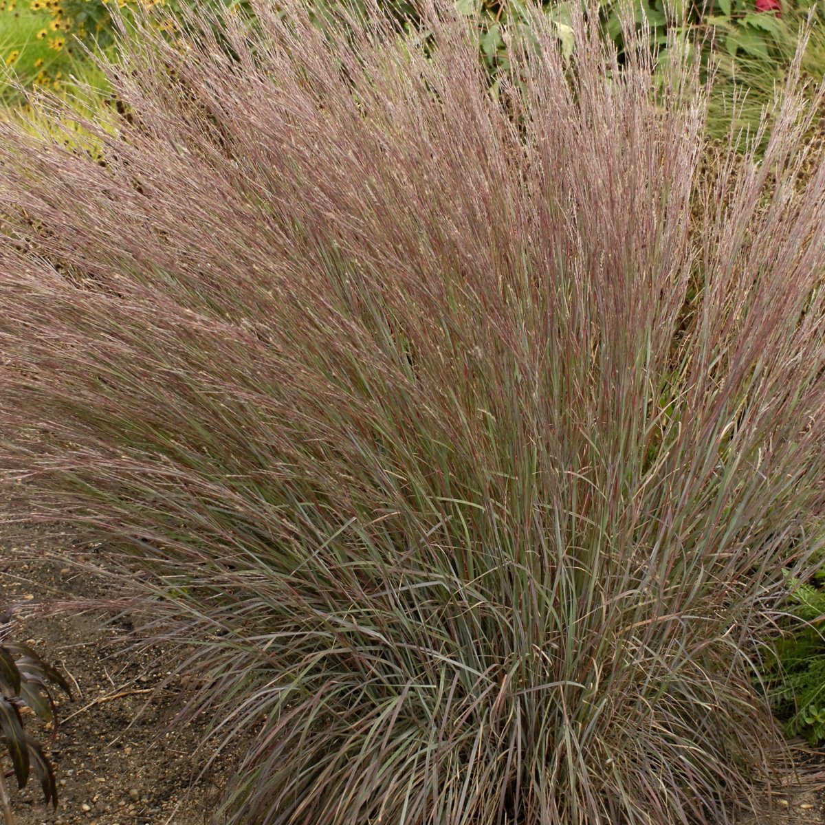 Schizachyrium scoparium BLUE HEAVEN® ('MinnBlueA' PP17310) 0001 high res.jpg