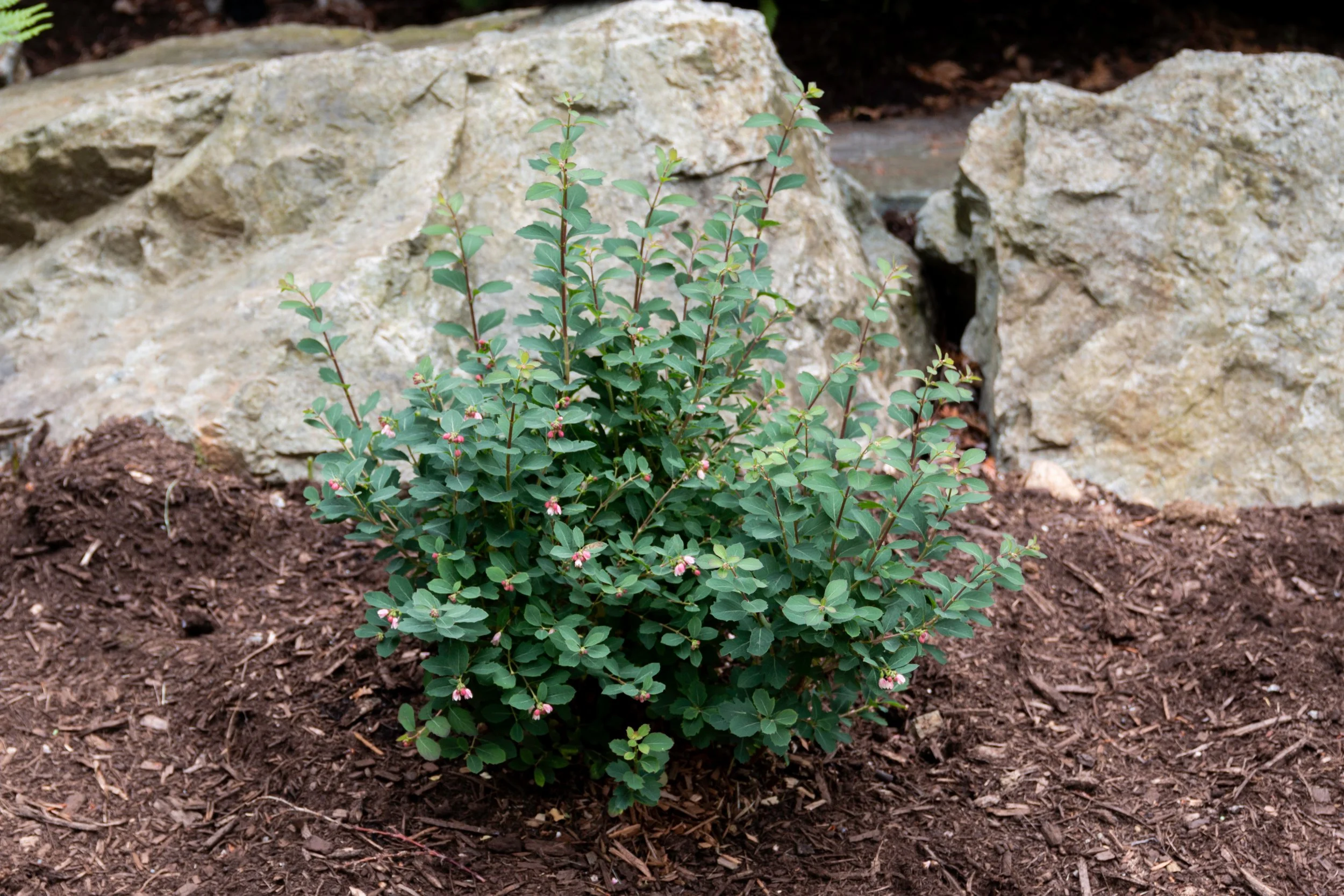 symphoricarpos-pinky-promise-landscape-02 2.jpg
