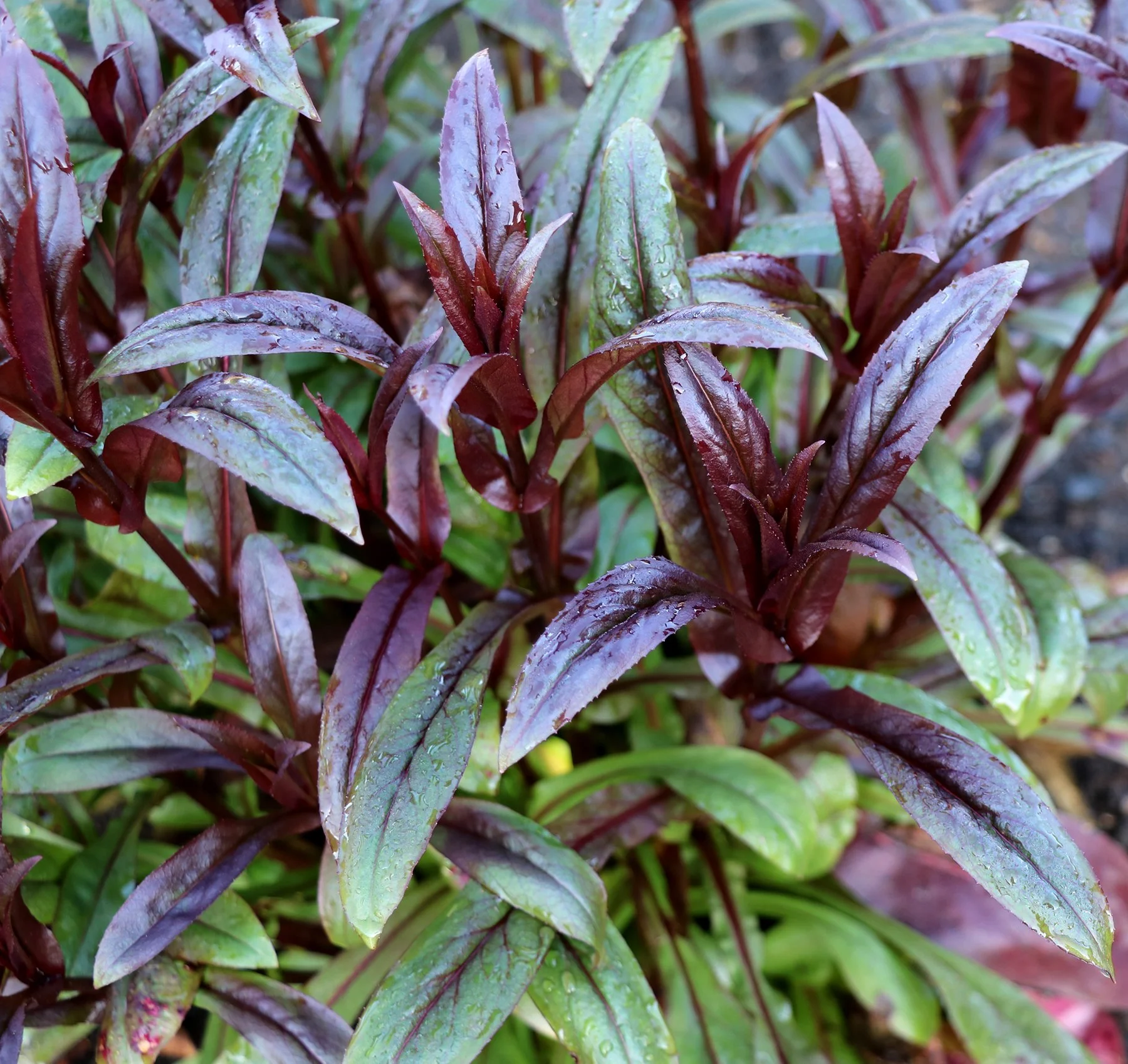 Penstemon-Dakota-Burgundy-6.jpg
