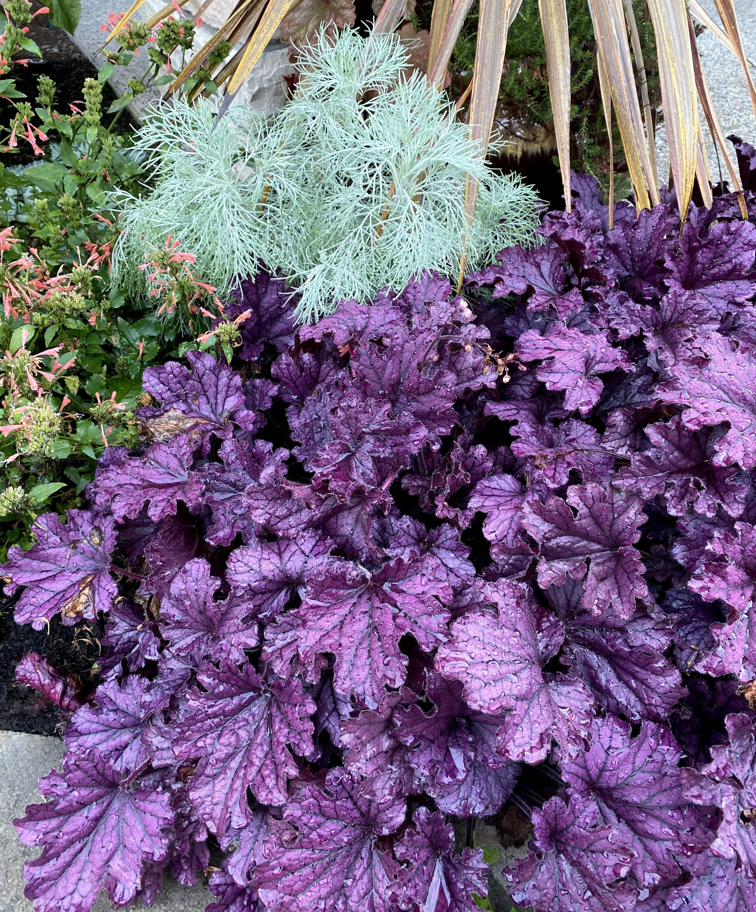 Heuchera-Forever-Purple-20.jpg