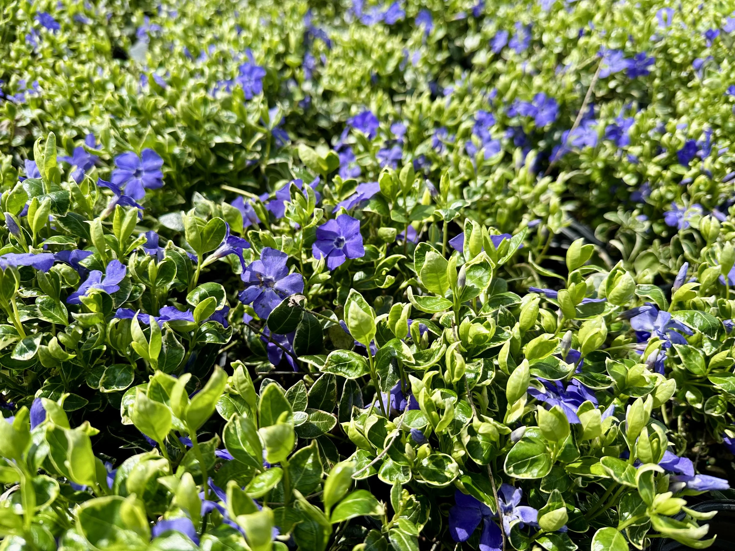Vinca minor 'Ralph Shugert'