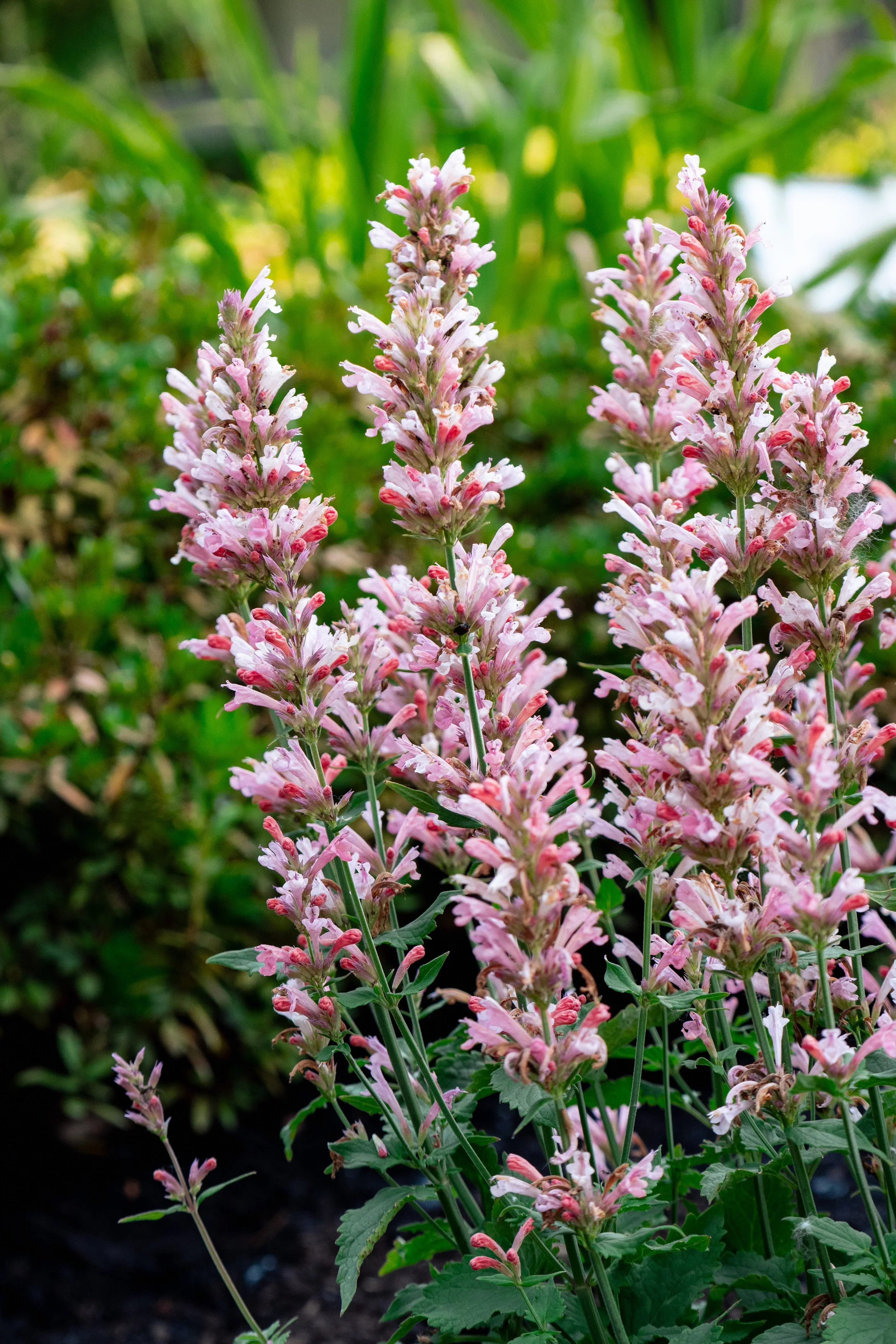 agastache-pink-pearl-bloom-01.jpg
