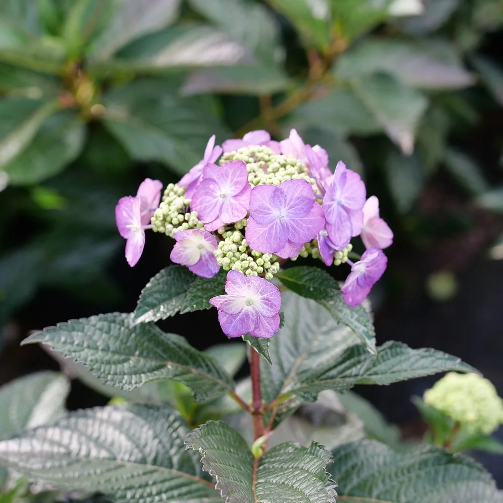 hydrangea-serrata-tuff-stuff-top-fun-1.jpg