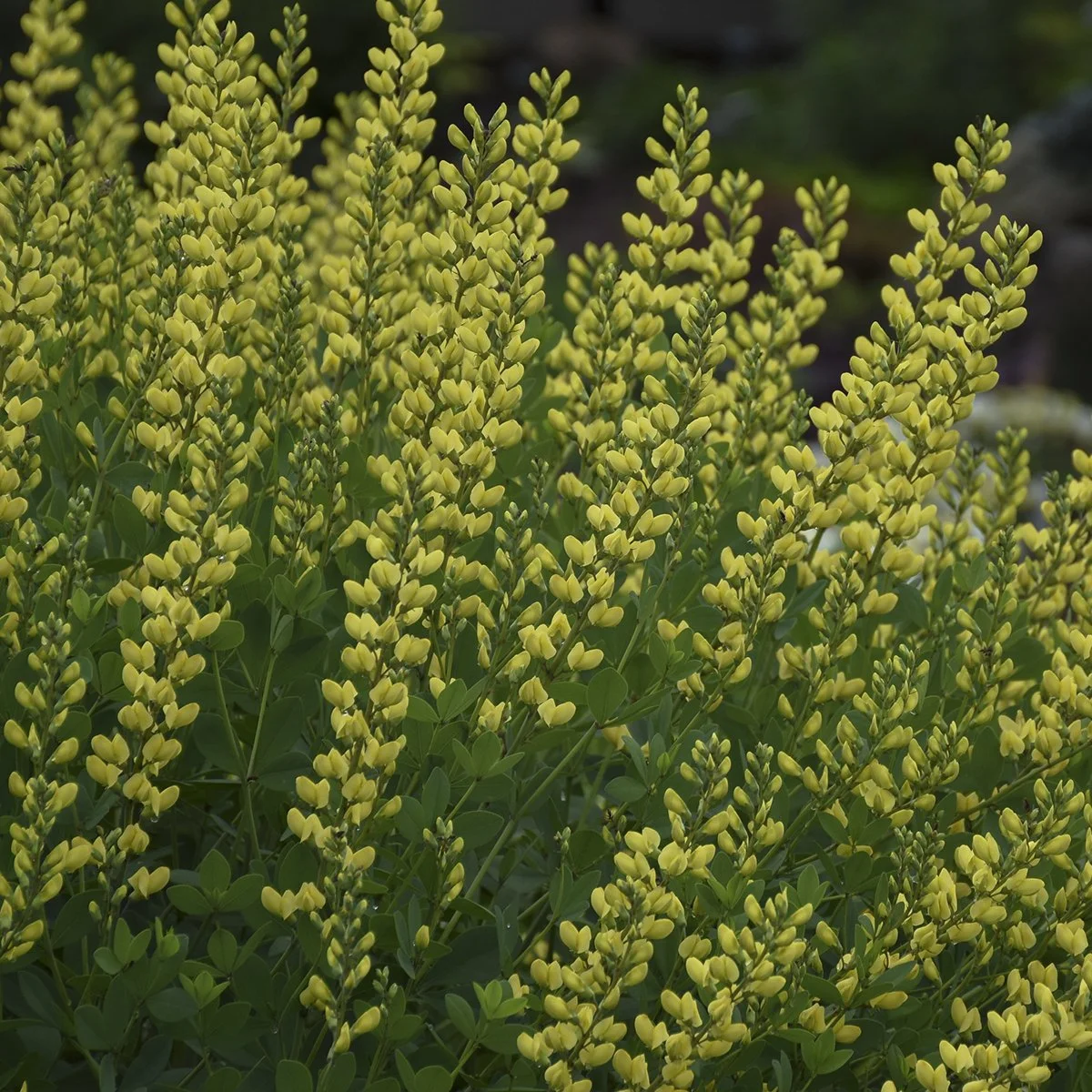 Baptisia x 'American Goldfinch'