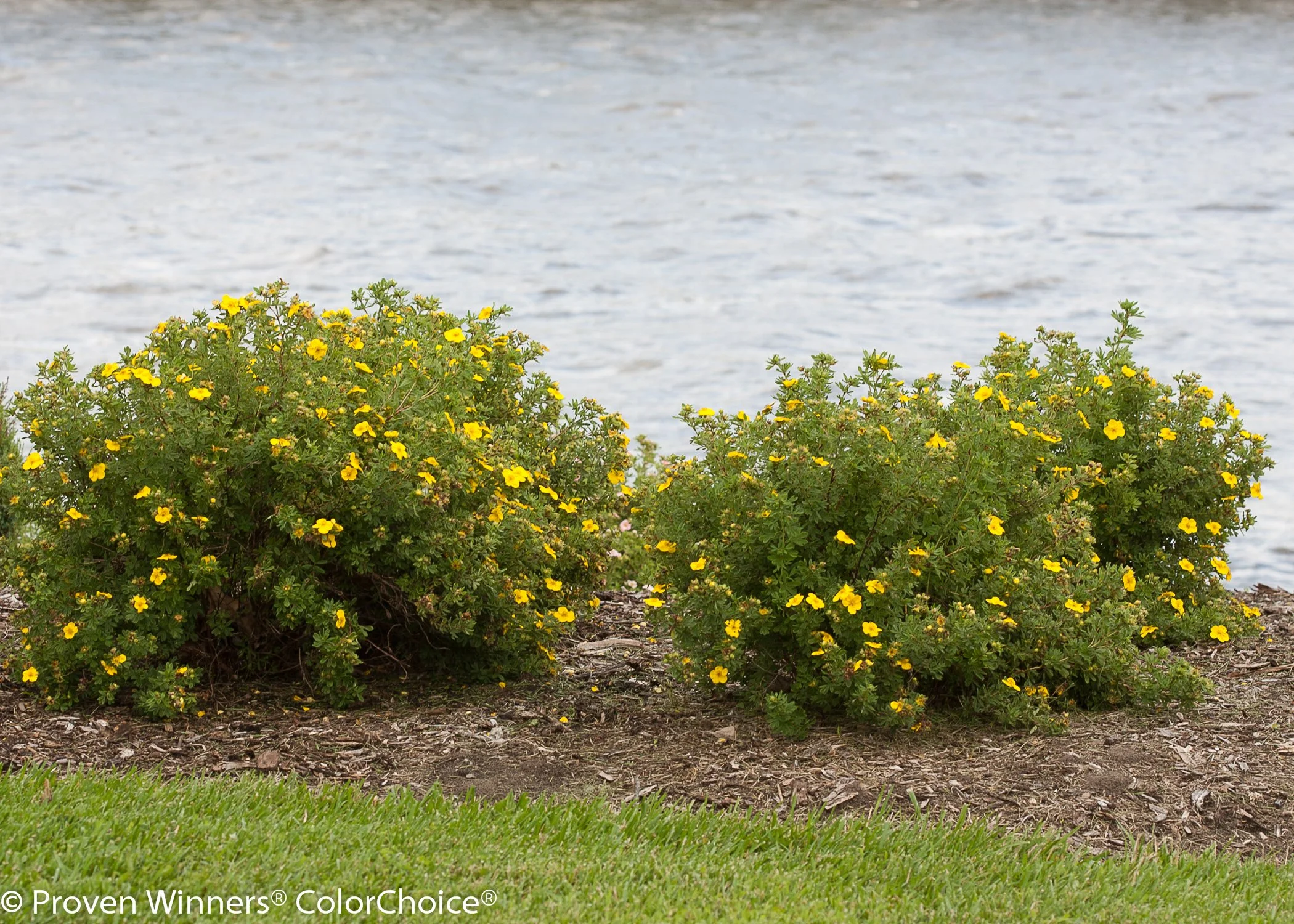 happy_face_yellow_potentilla_2_landscape.jpg