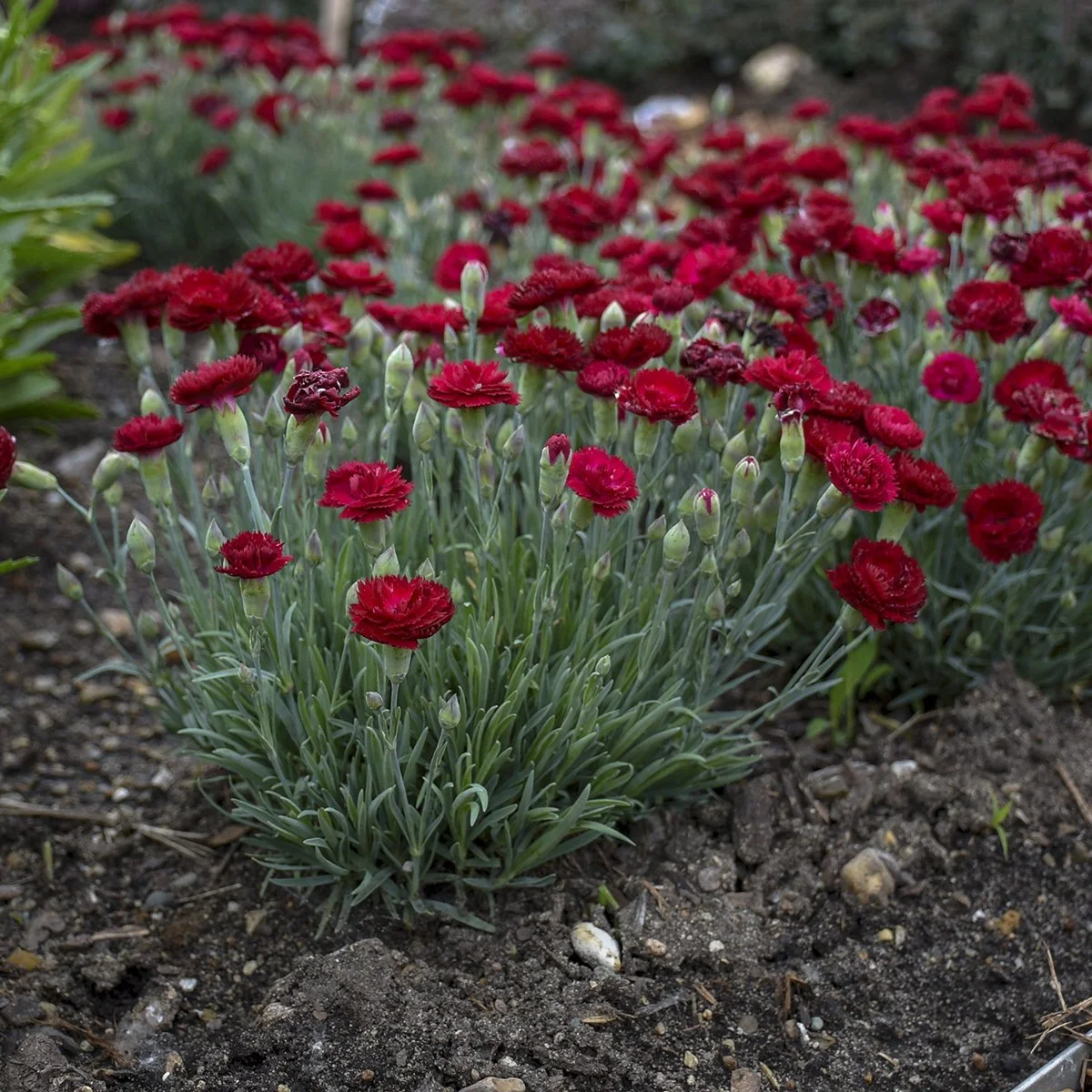Dianthus 'Electric Red' PP29591 0003 high res.jpg