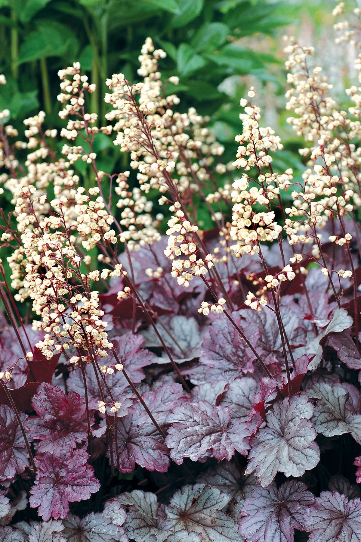 Heuchera 'Shanghai'