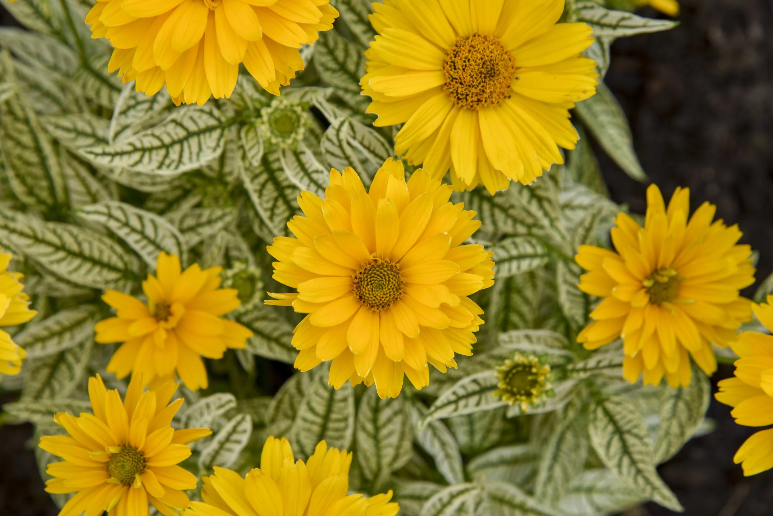 heliopsis_bit_of_honey_apj21_4.jpg