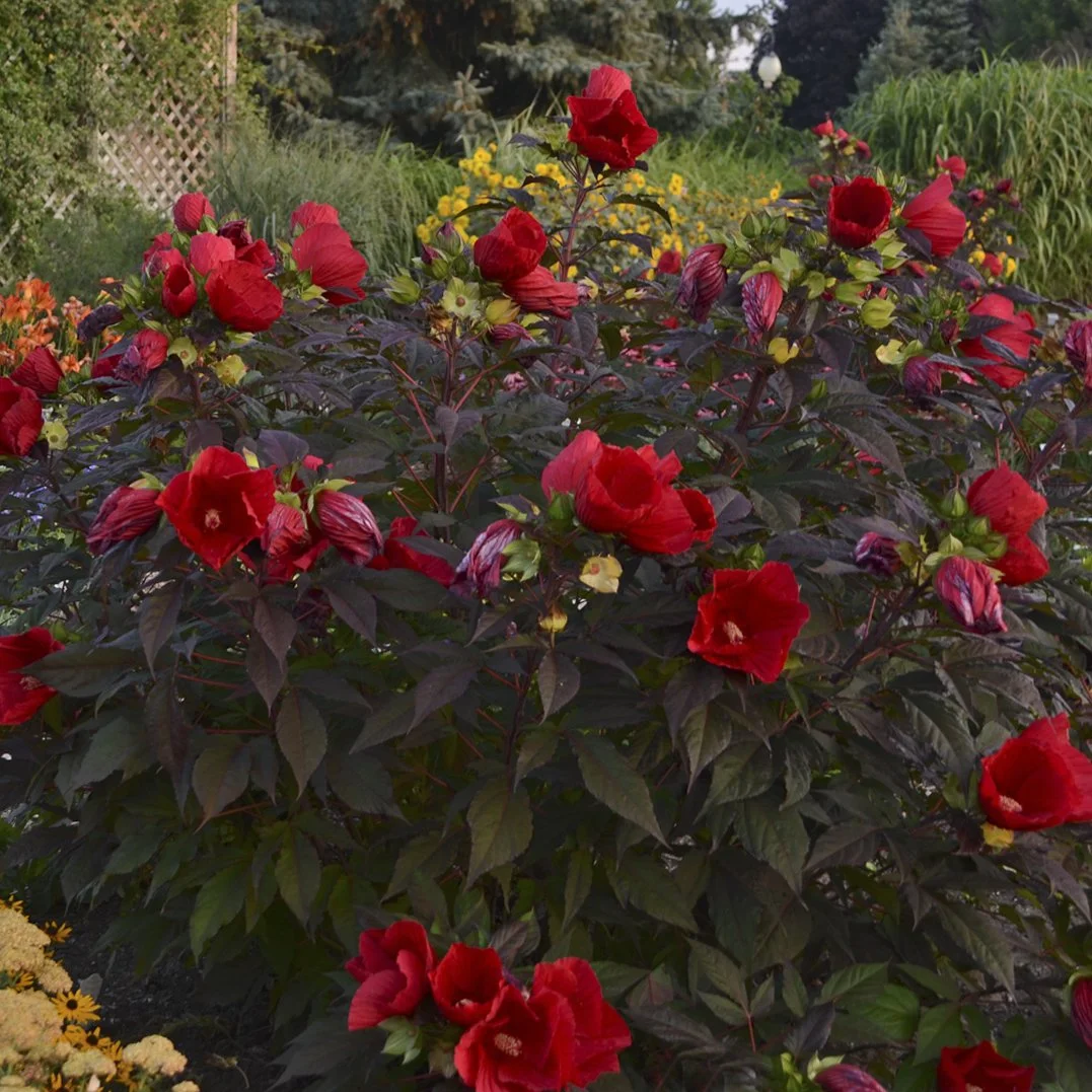 Hibiscus 'Midnight Marvel' PP24079 0004 high res.jpg