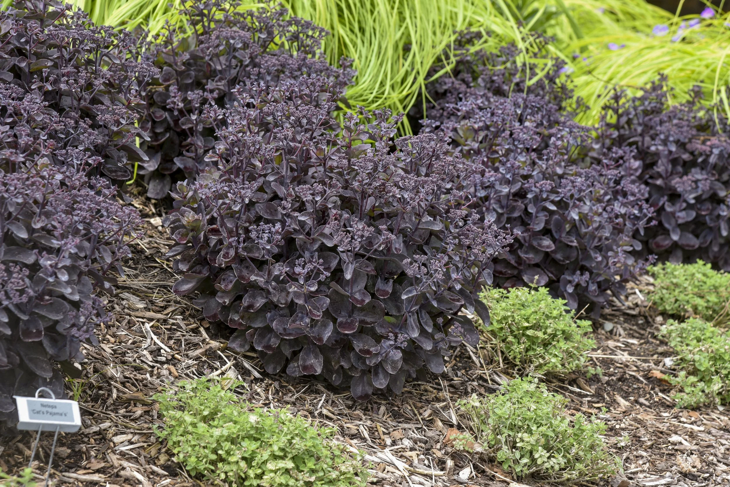 sedum_back_in_black_apj22_3.jpg