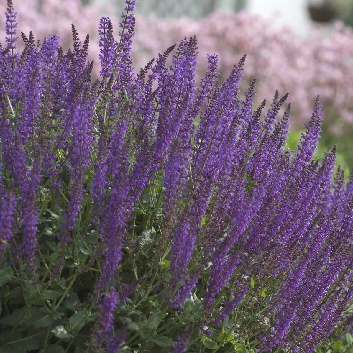 Salvia nemorosa 'May Night' ('Mainacht') 0000 high res.jpg
