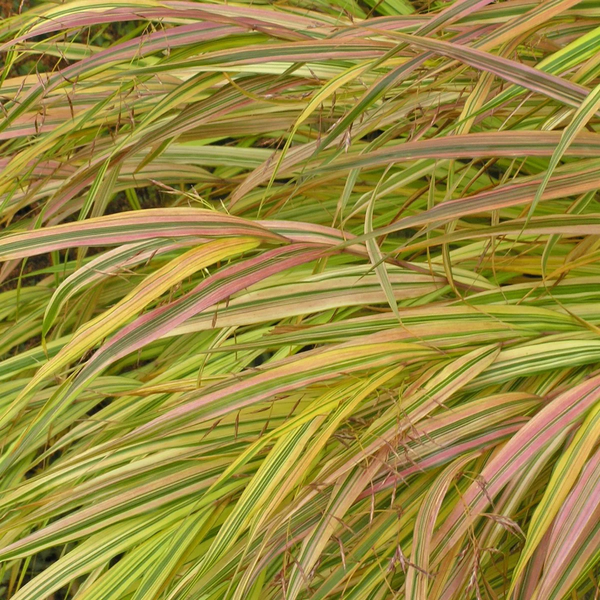 Hakonechloa macra 'Aureola' 0002 high res.jpg