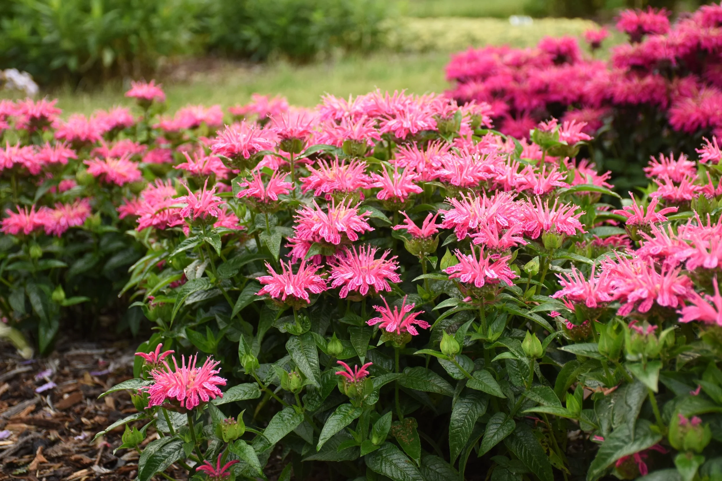 Monarda 'Leading Lady Pink'