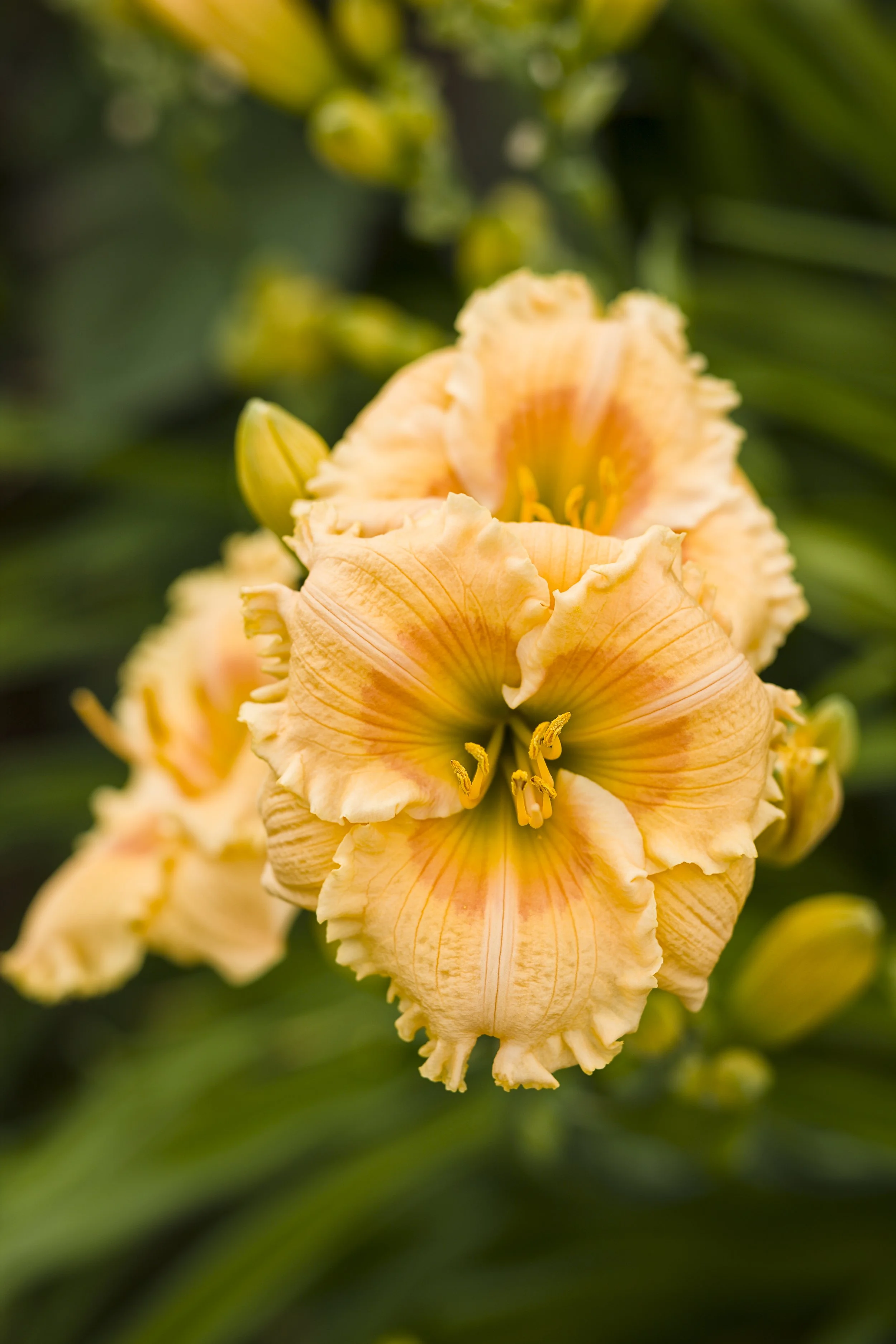 Hemerocallis 'Orange Smoothie'