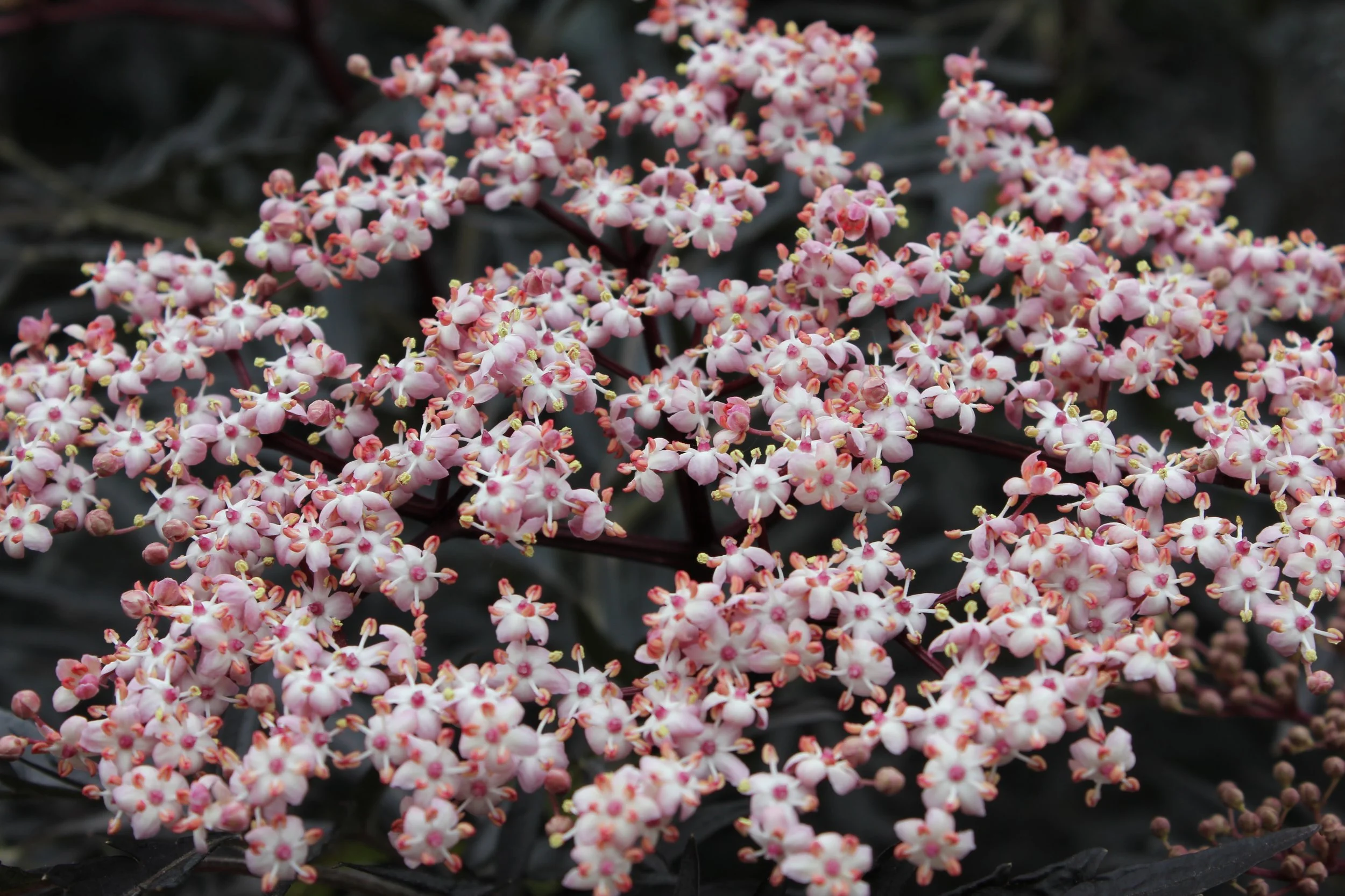 sambucus_black_lace_img_5918.jpg