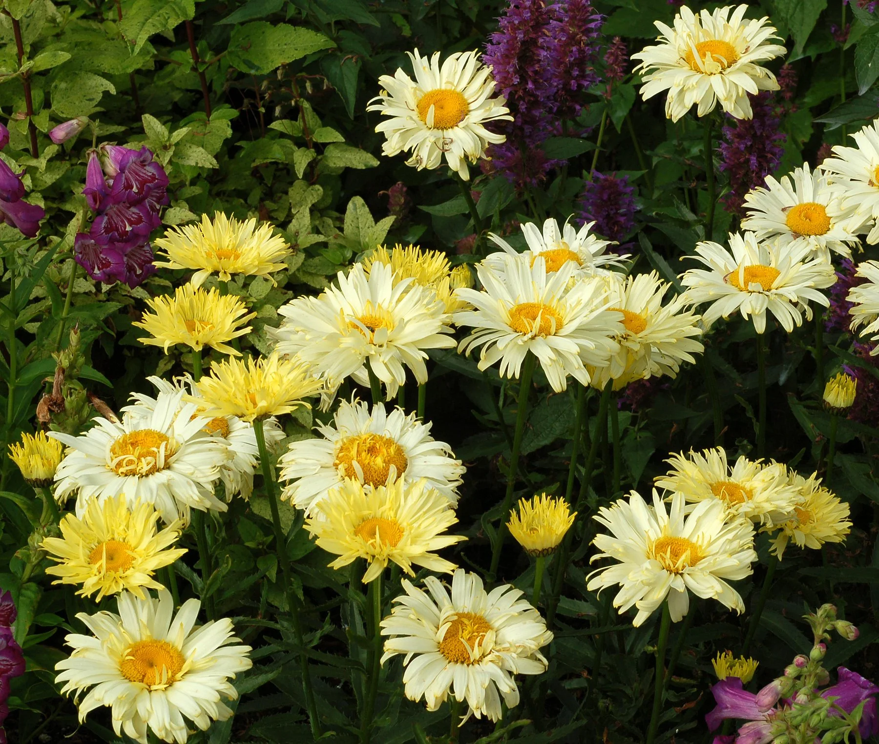 Leucanthemum-Goldfinch-6.jpg