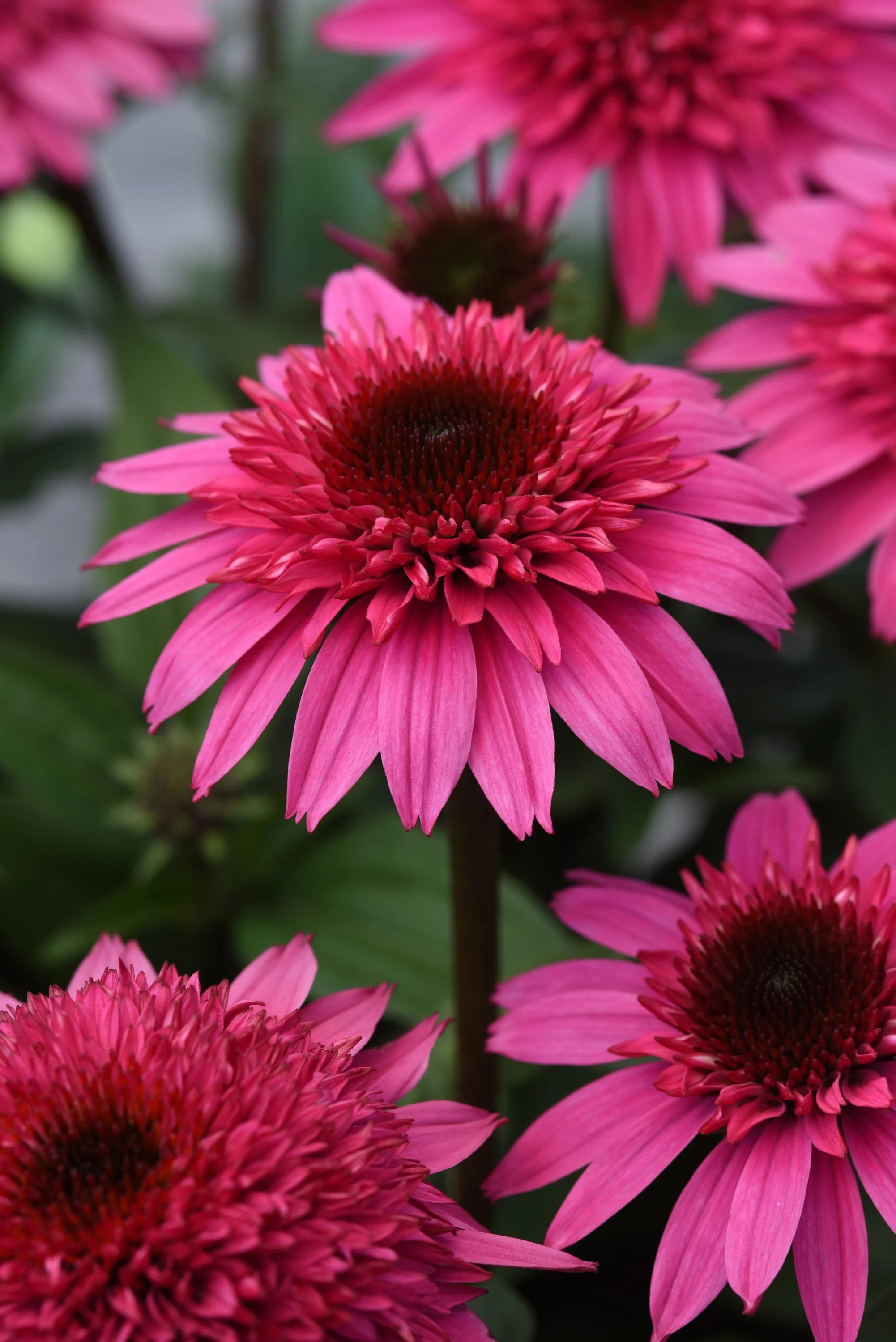 Echinacea x 'Watermelon Deluxe'