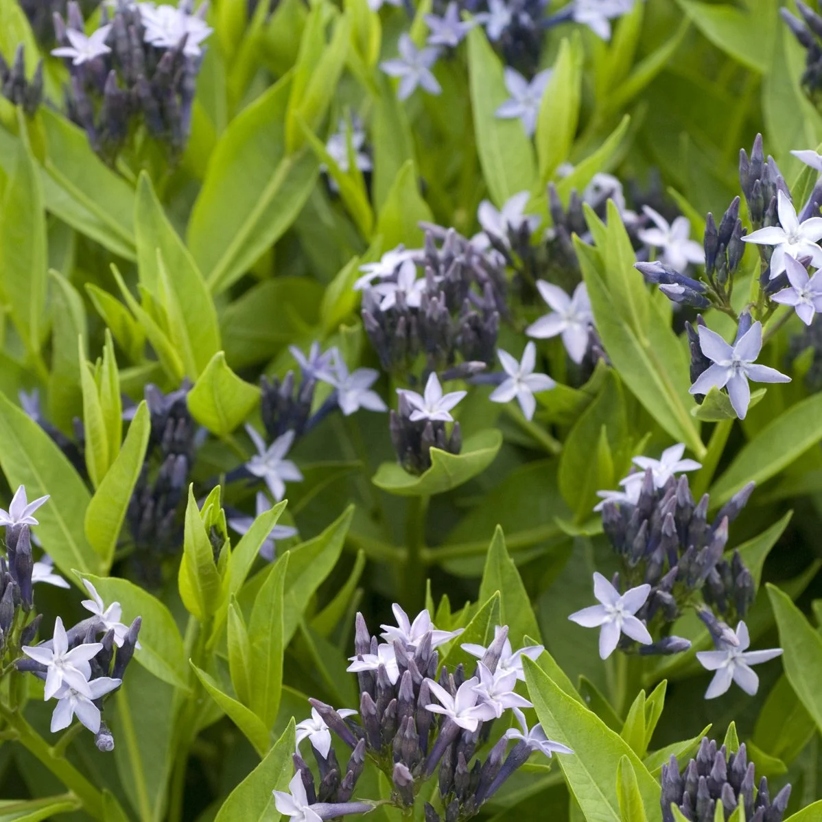 Amsonia tabernaemontana 'Blue Ice'