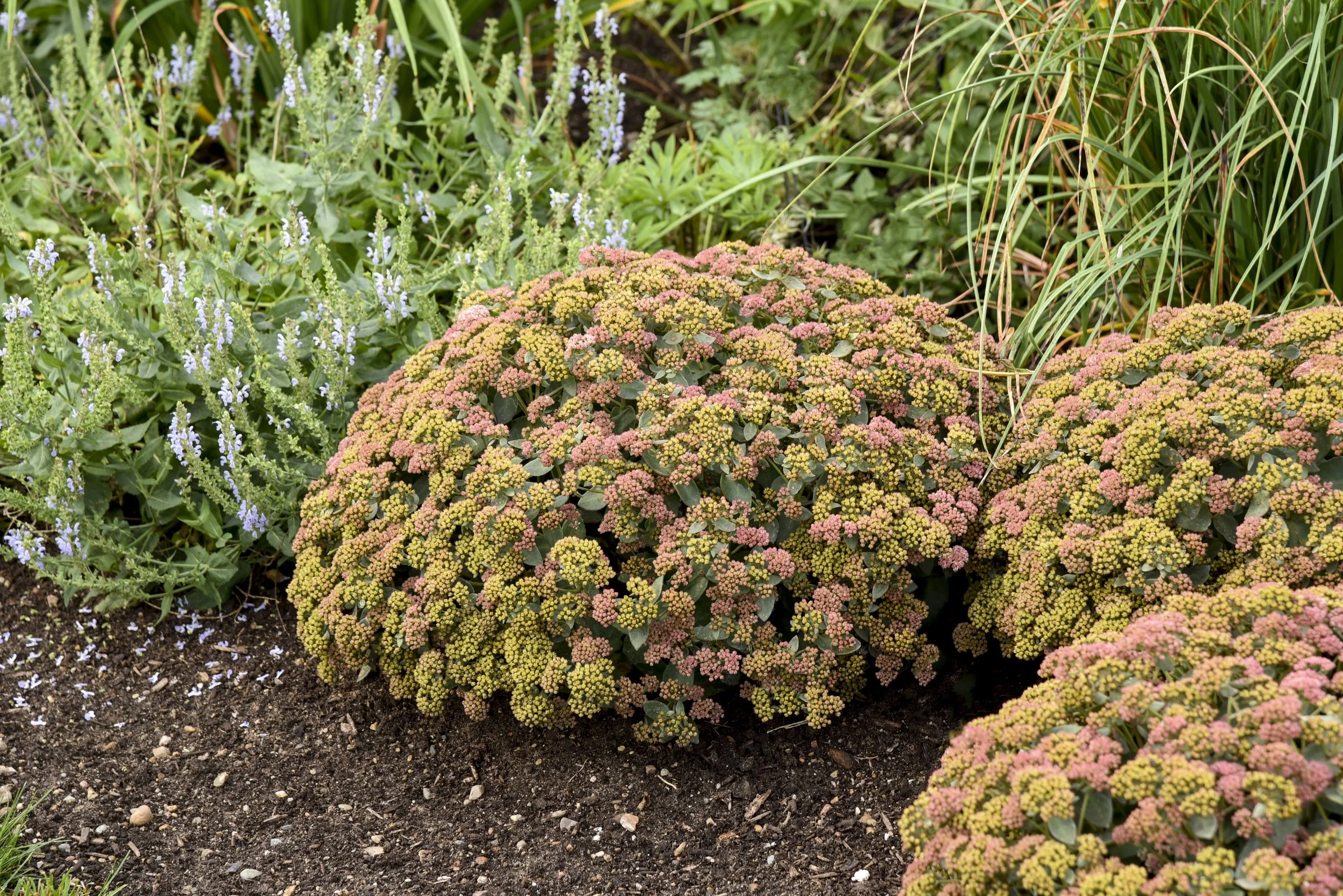 sedum_coraljade_apj21_4.jpg