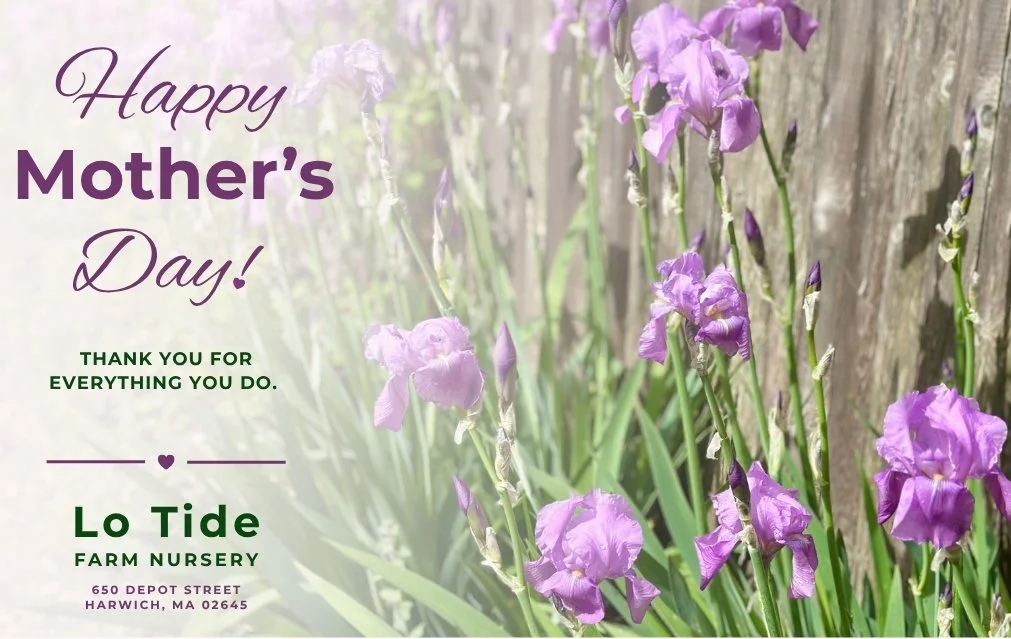 4_Happy Mother's Day.jpg