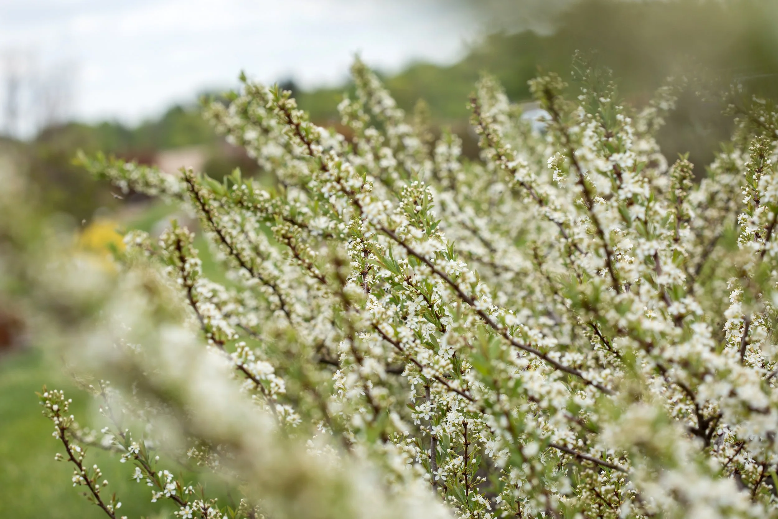 PrunusJadeParade-066-12472.jpg